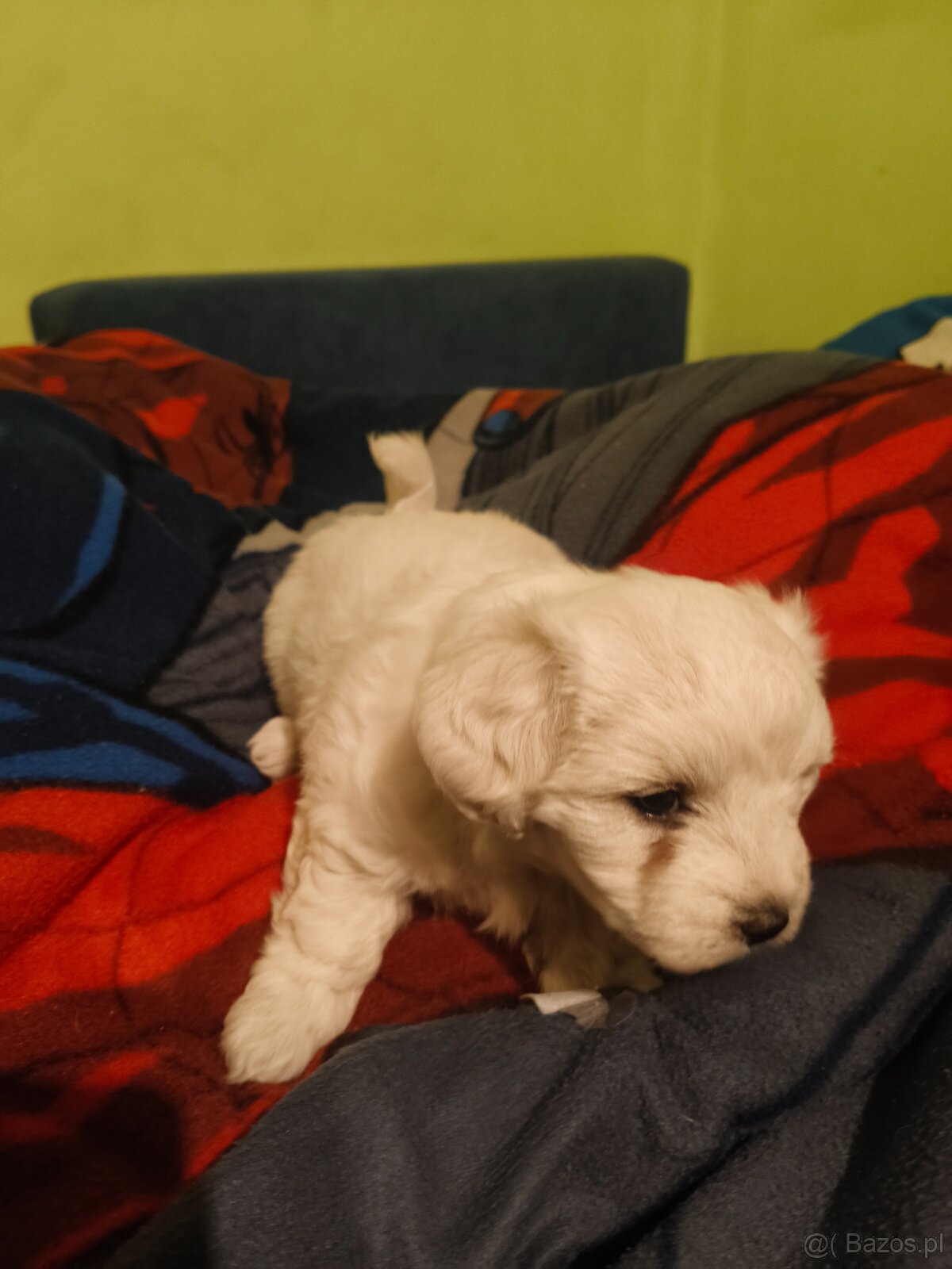 maltańczyk szczeniak - 3