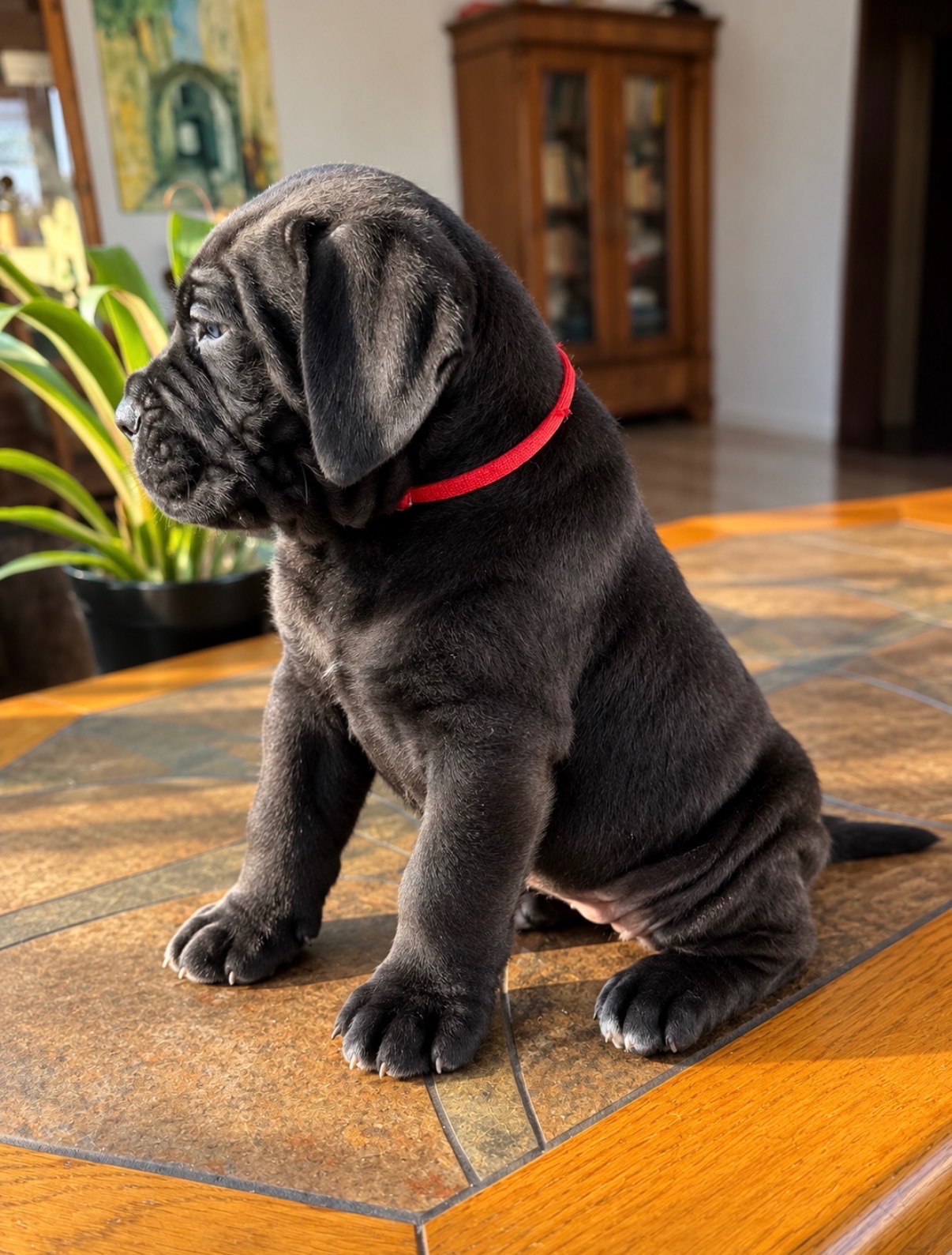 Szczenięta Cane Corso - 3