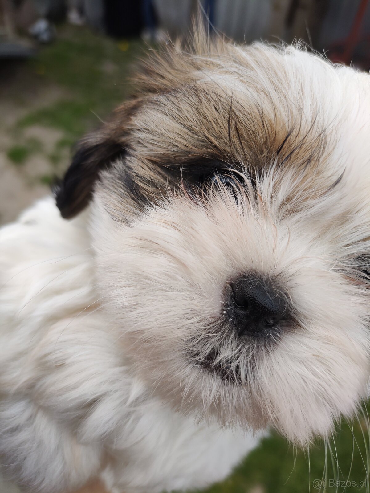 Suczka shih- -tzu - 3