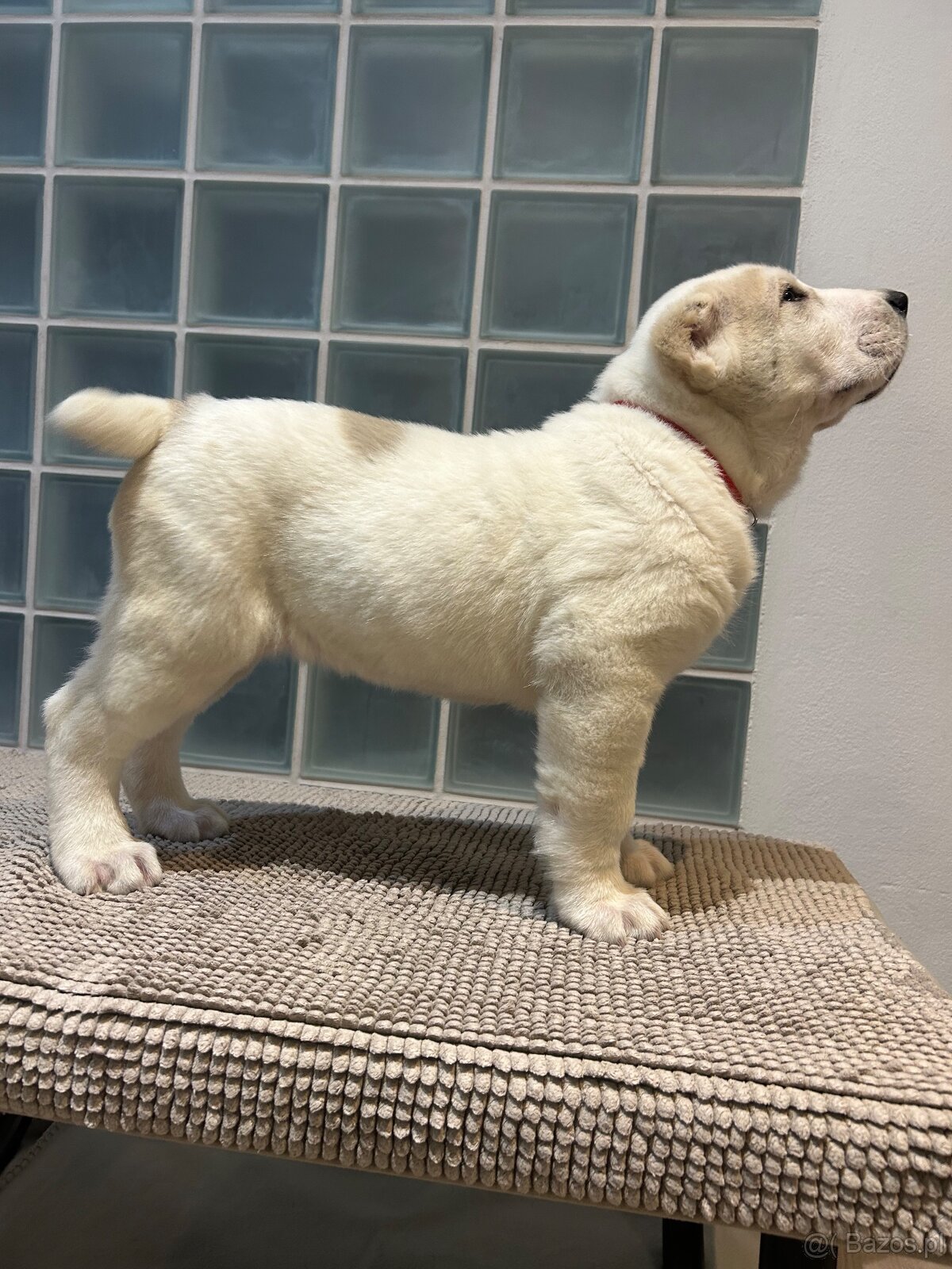 Owczarek środkowoazjatycki alabai - 3