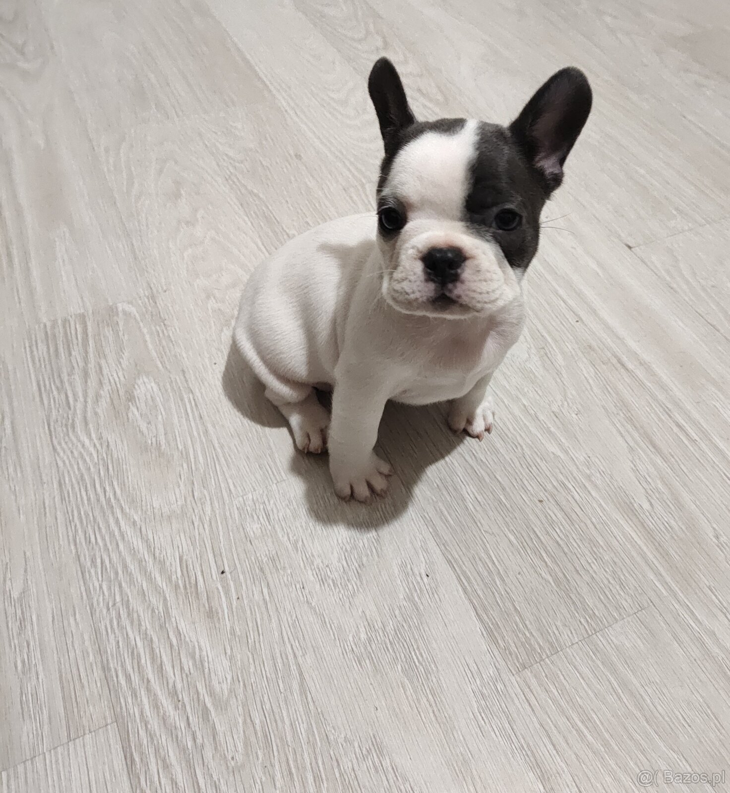 Buldog Francuski - 3