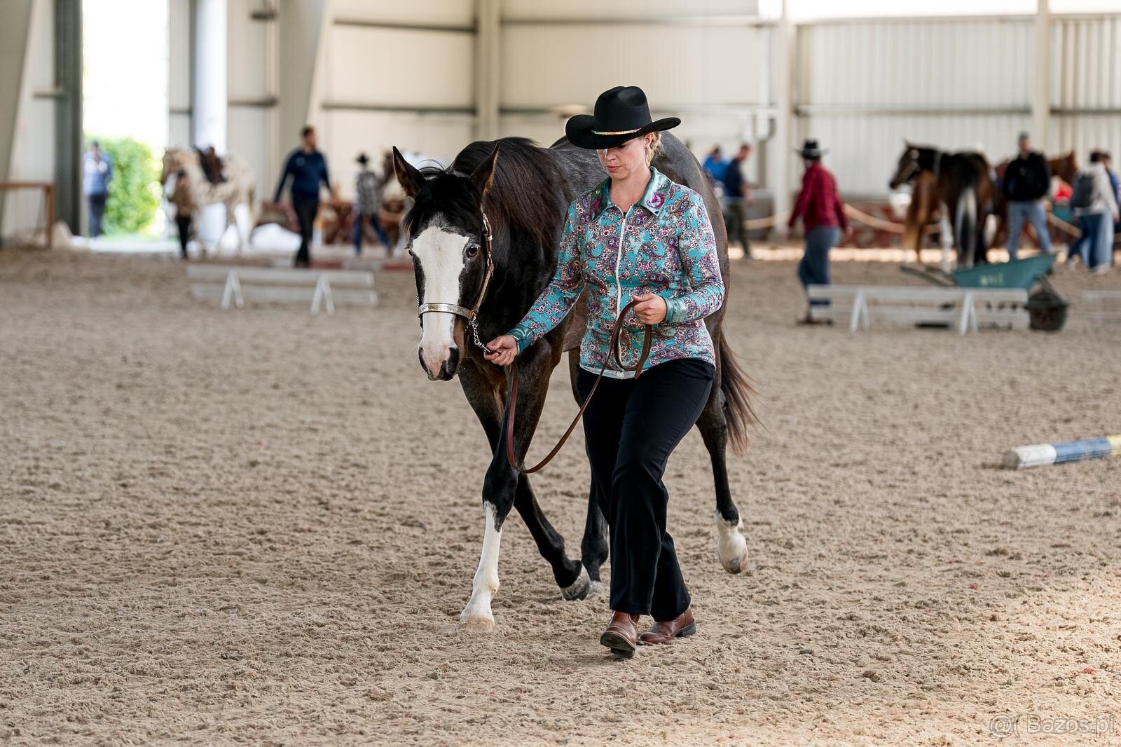 APH gelding, bay roan overo - 3