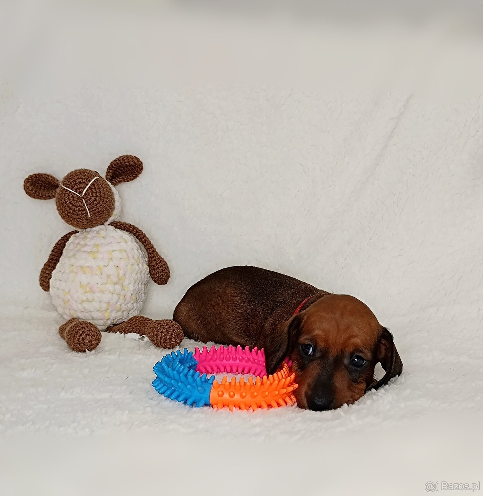 Jamnik miniaturowy krotkowlosy - 3