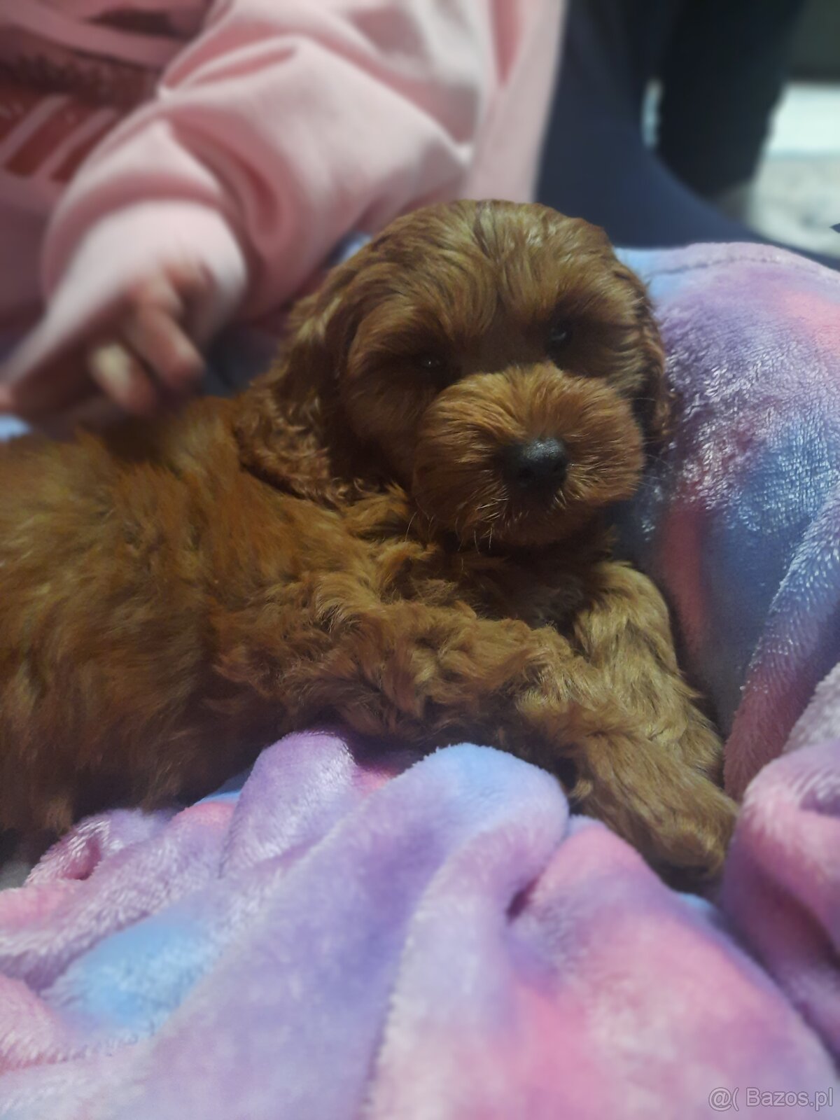 Szczeniak Cockapoo - 3