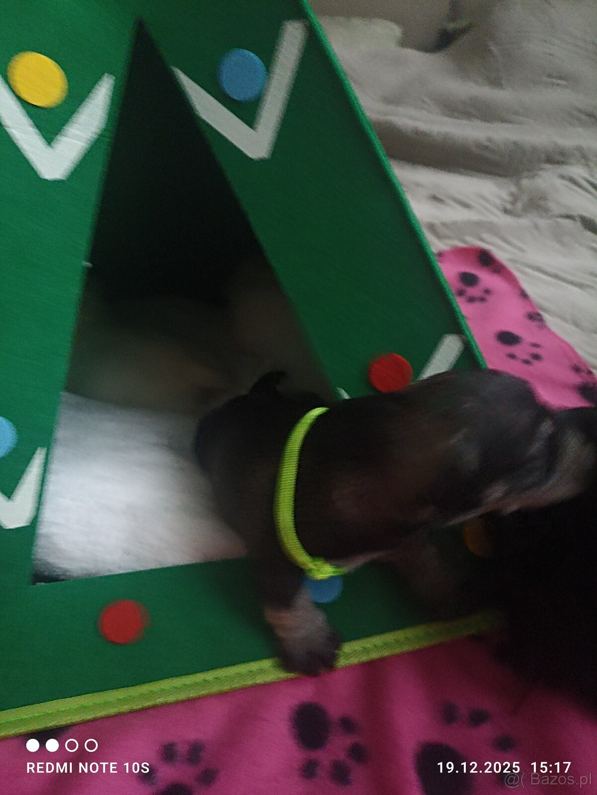 Sznaucerki szukają domku - 3