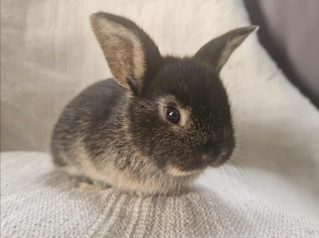 Króliczki miniaturki - 3