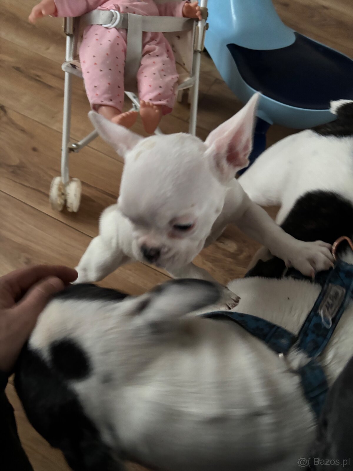 Dwie suczki buldog - 3