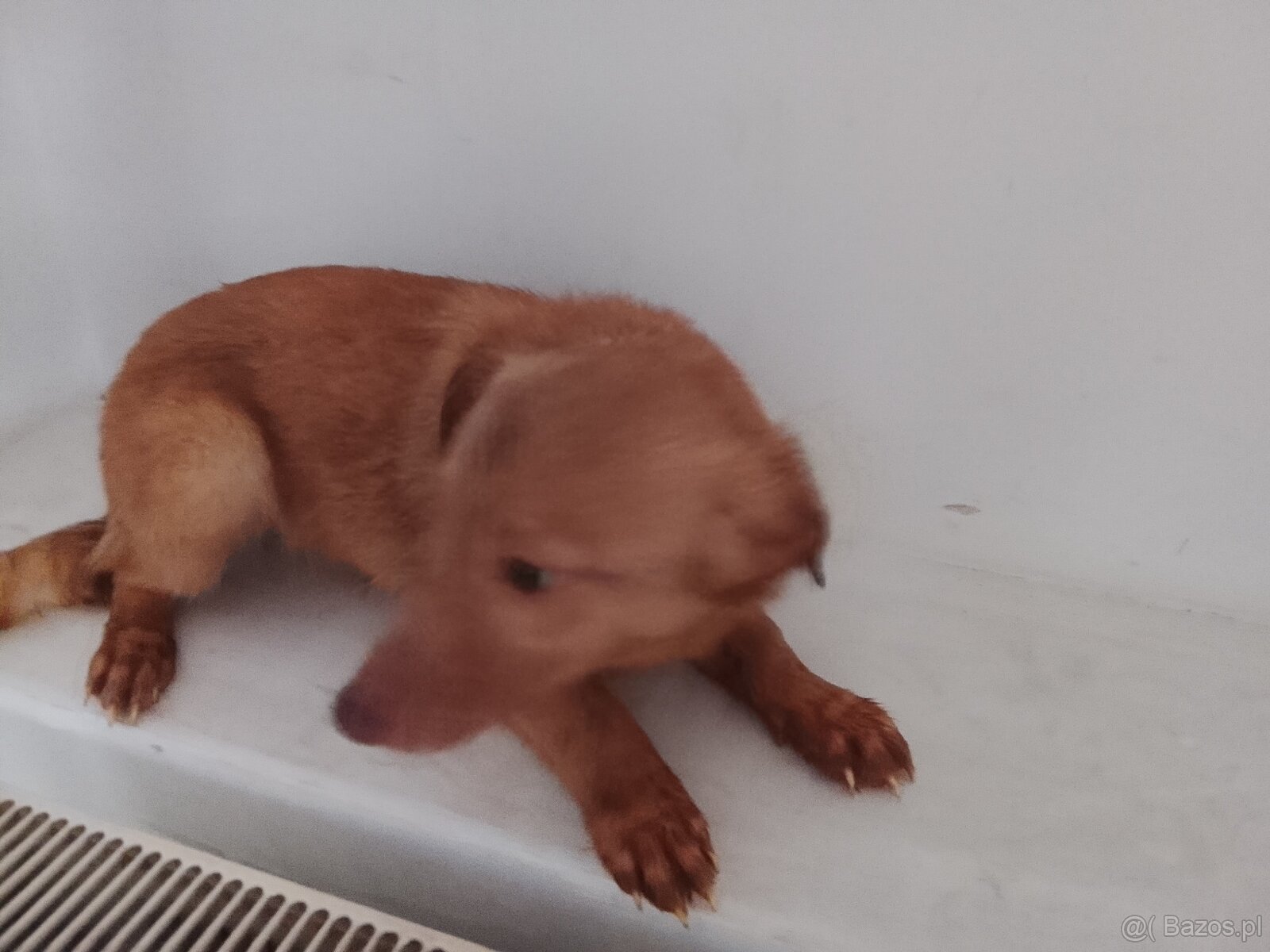 Szczeniak młody - 3