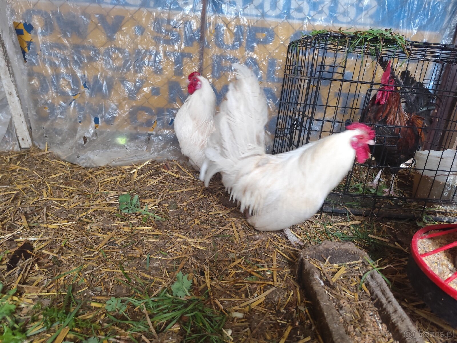 Mocne i zdrowe koguciki Czwerek – gotowe do hodowli - 3