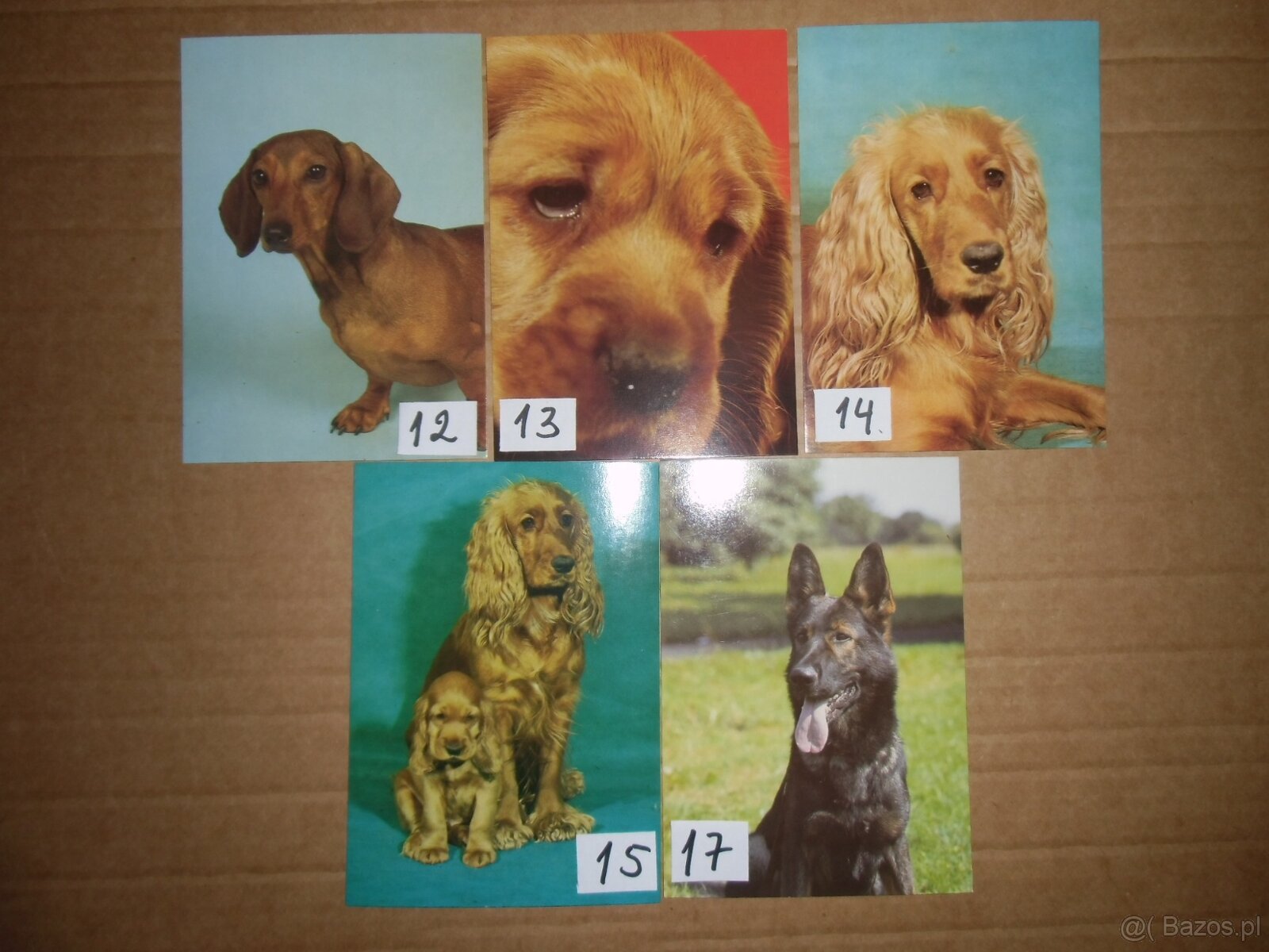 Sprzedam czyste kartki z psami-1 zl za kartke - 3