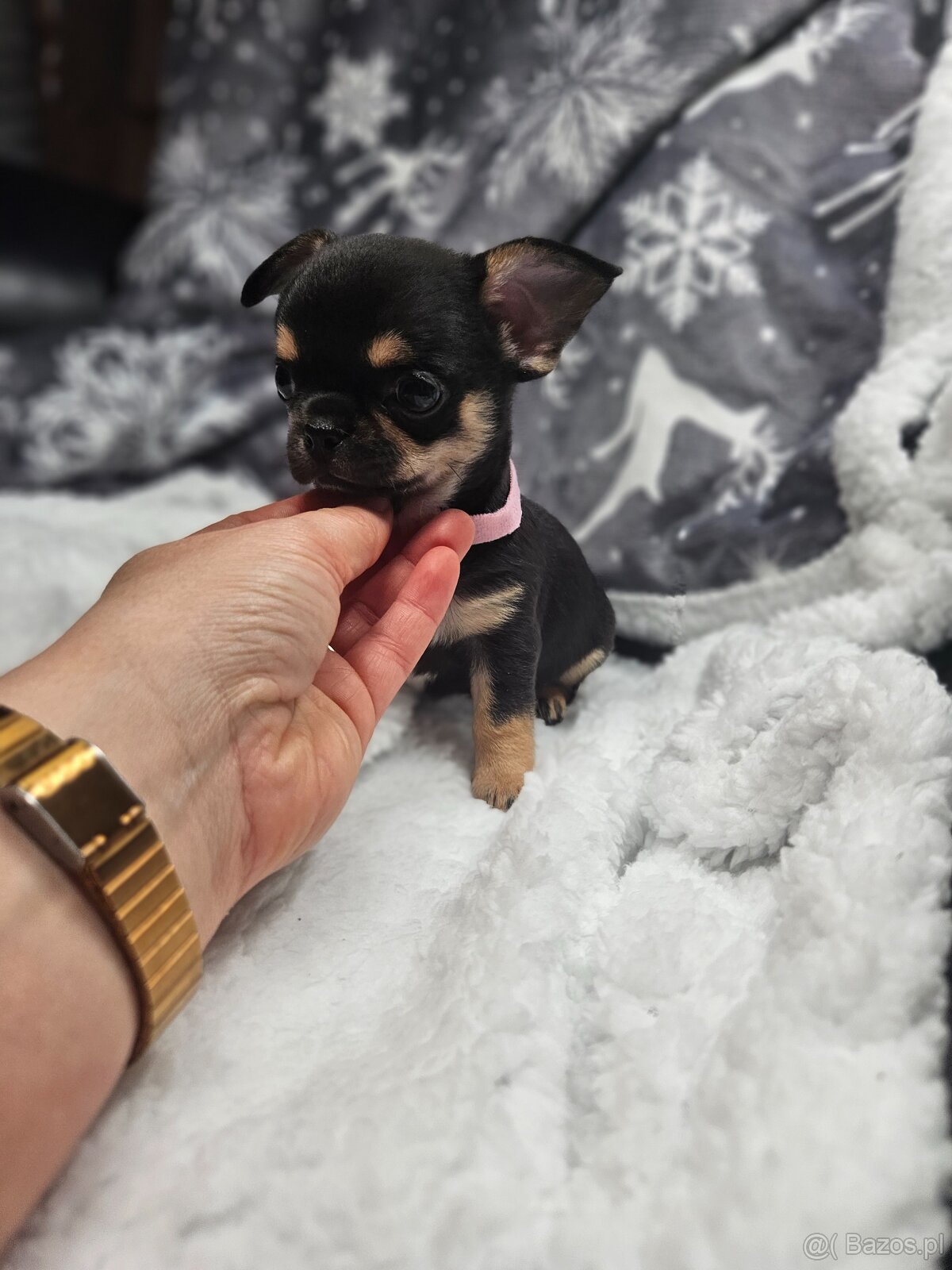 Dziewczynka chihuahua - 3