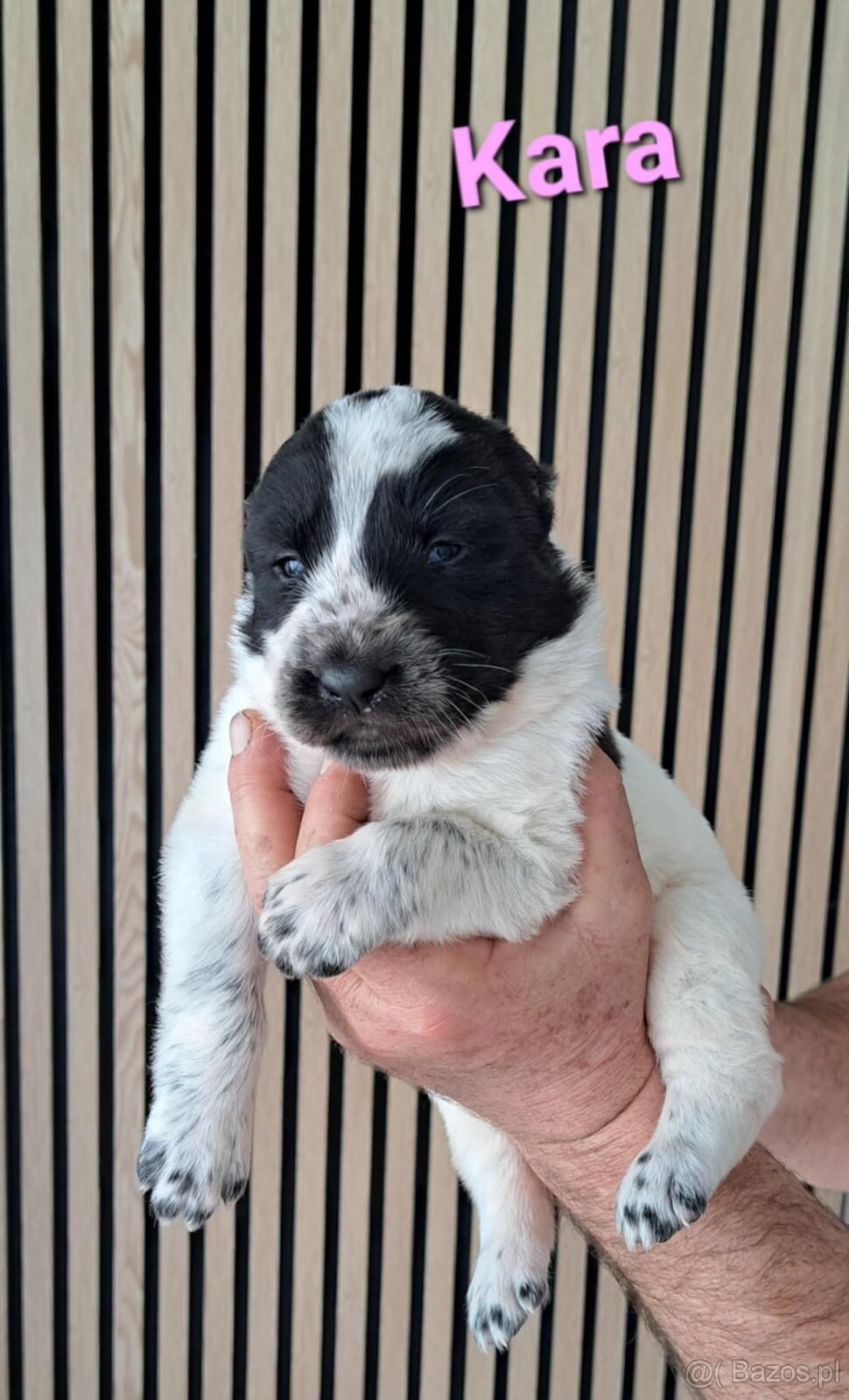 Owczarek środkowoazjatycki ... szczenięta FCI - 3