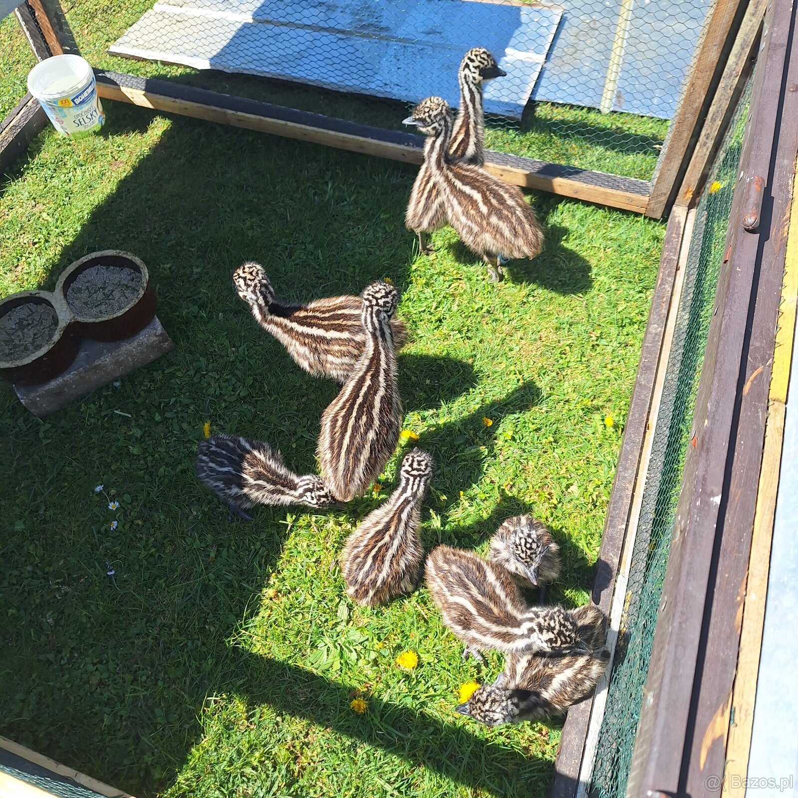Mláďatá Emu - 3