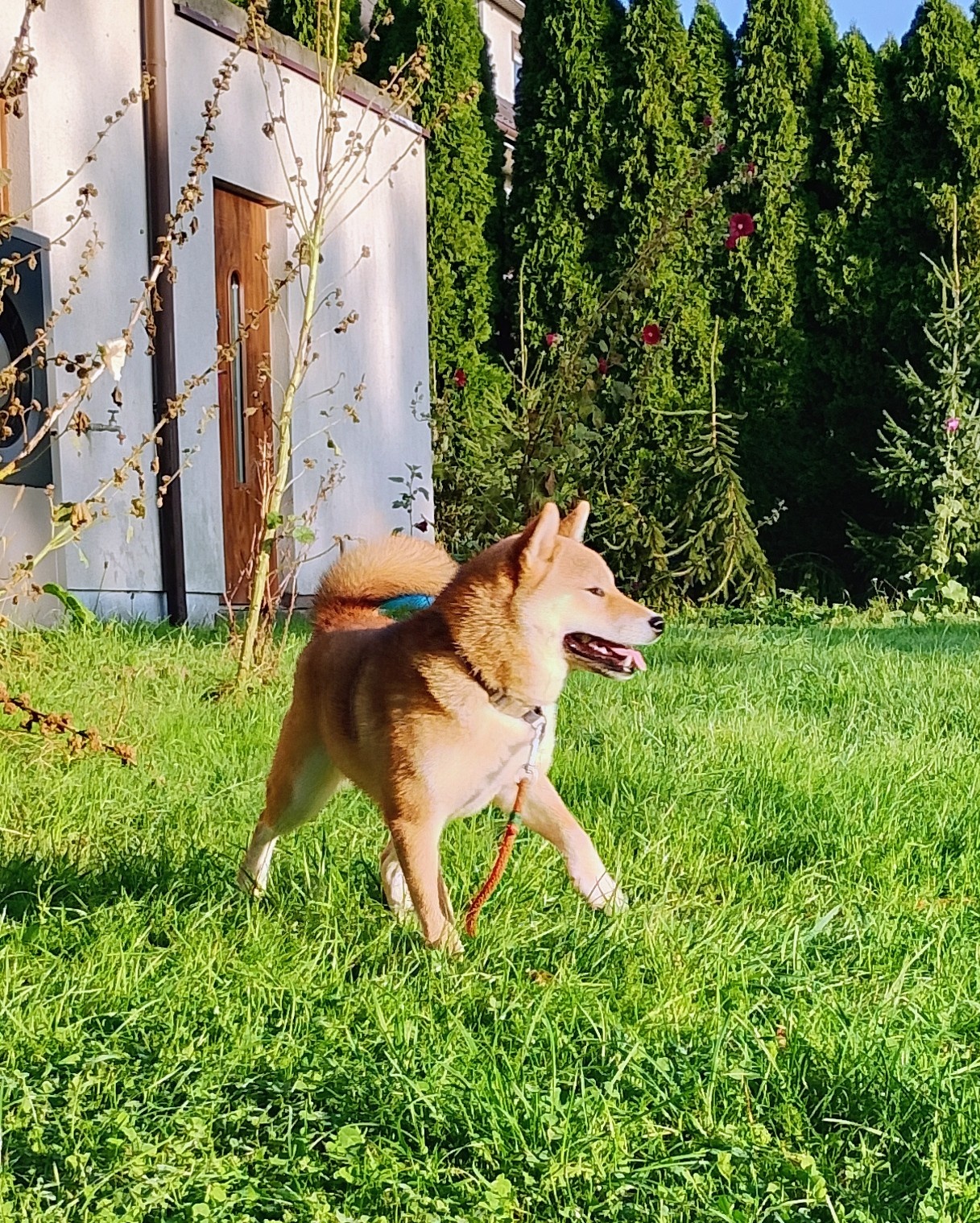 Shiba Inu czerwona, mała suczka o wielkim serduszku - 3