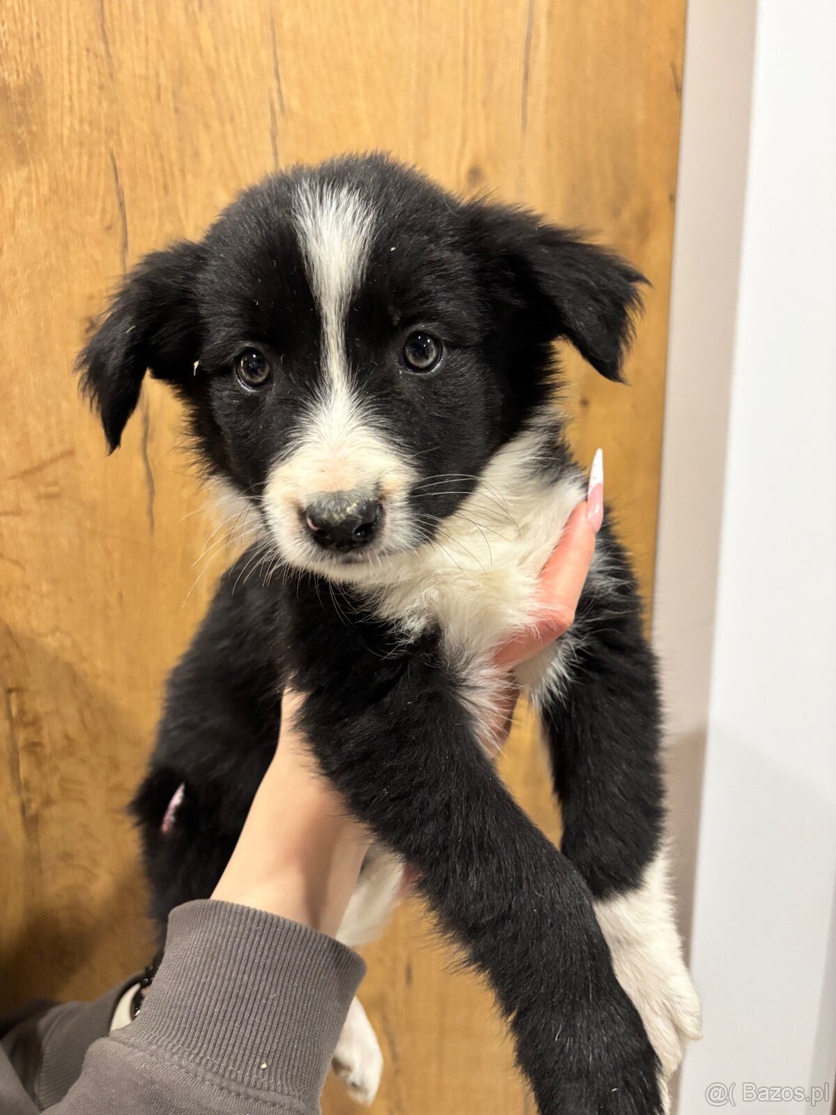 Szczeniaki border collie - 3