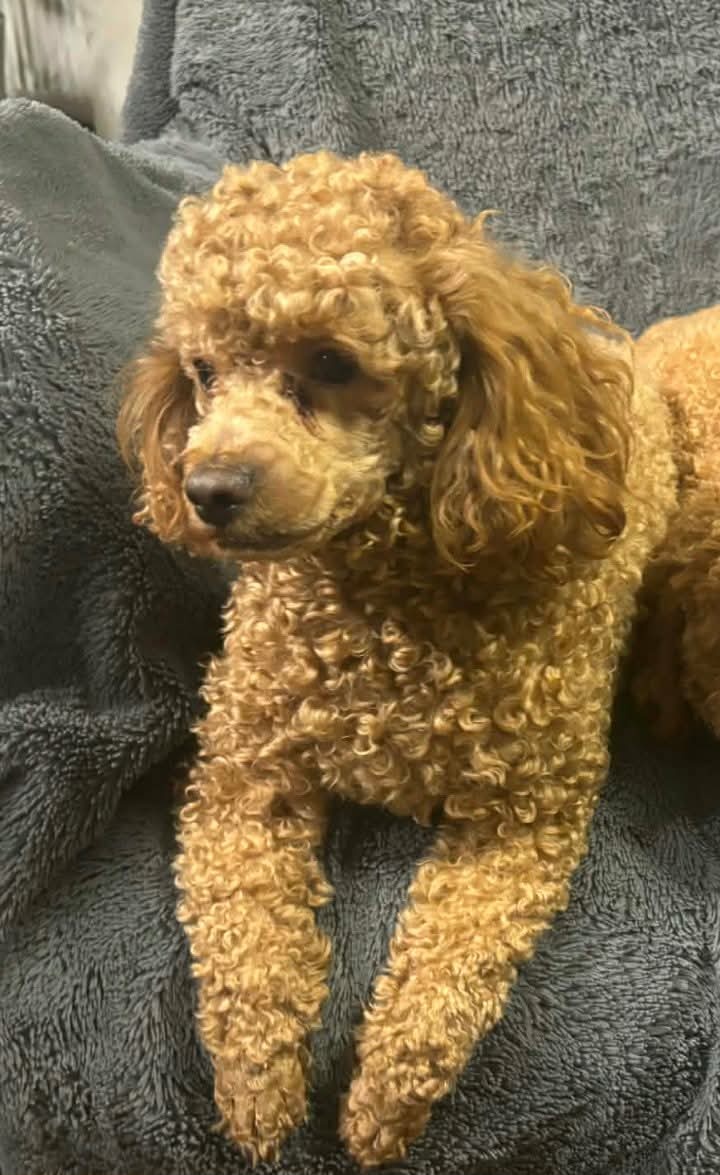 Pudel miniaturowy red - 3