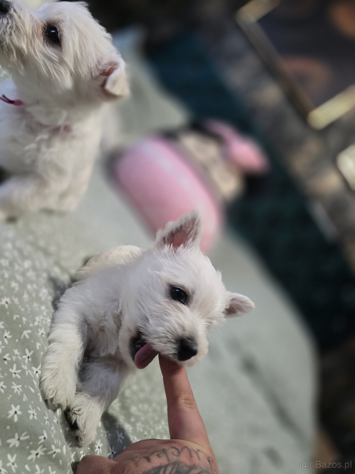 West Highland White Terrier-szczeniaki - 3