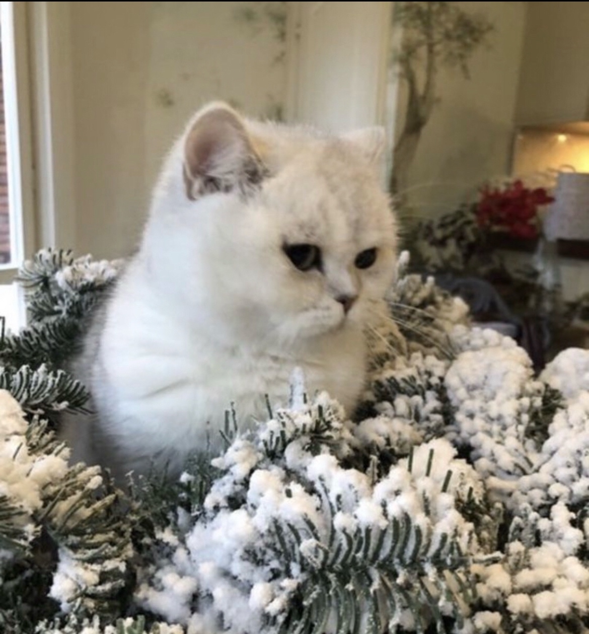 Szkocka Zwisłoucha - Firenze - 3