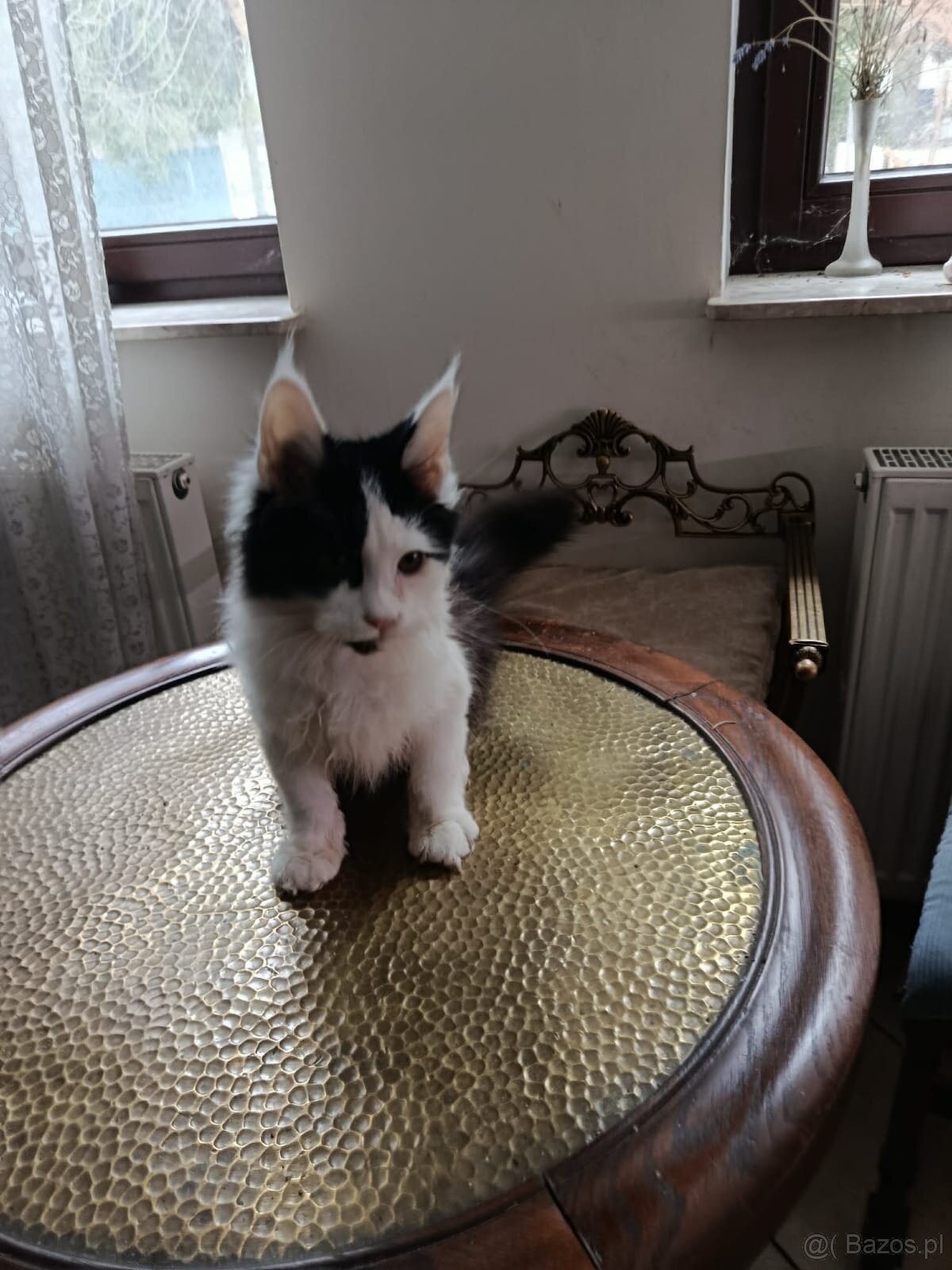 Ładny kocurek maine coon - 3