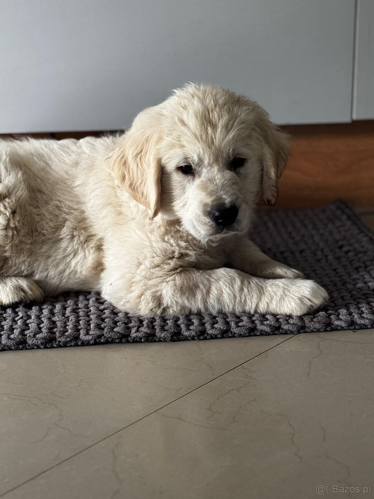 Szczeniak golden retriever - 3