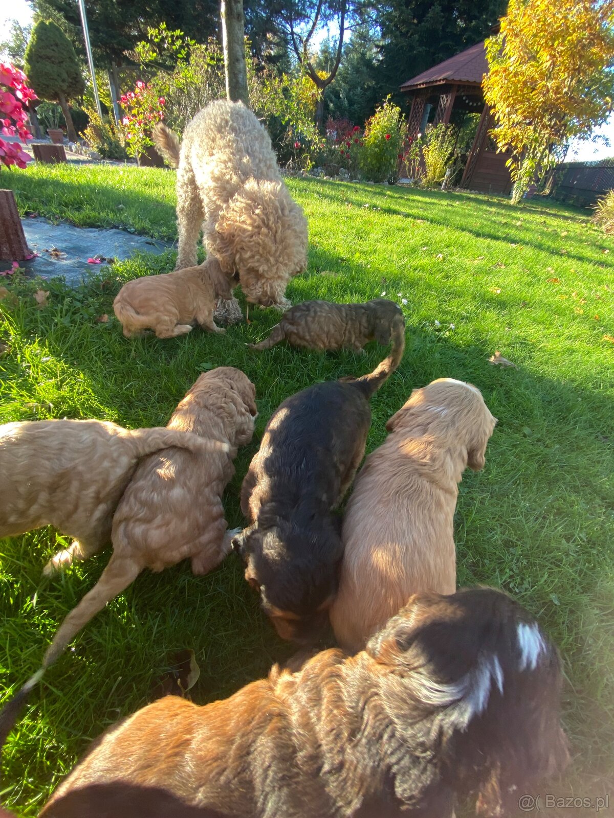 Rozrabiaki cockapoo - 3