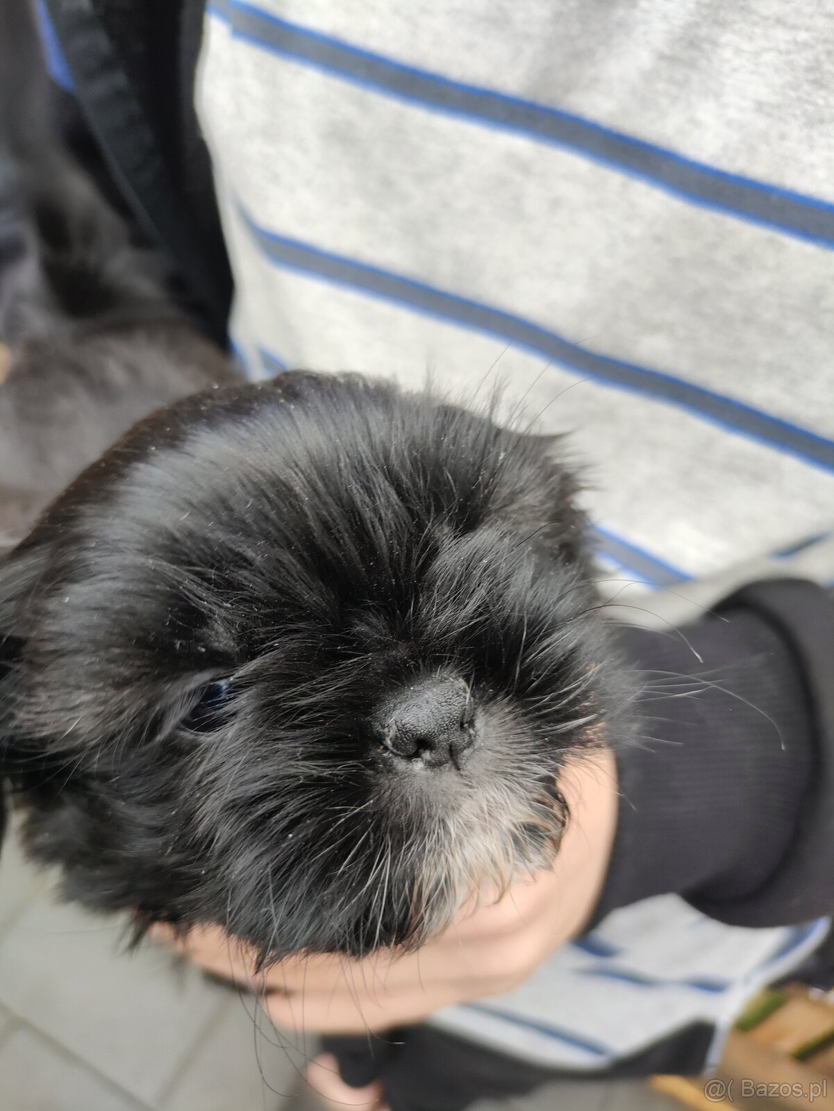 Suczka shih-tzu - 3