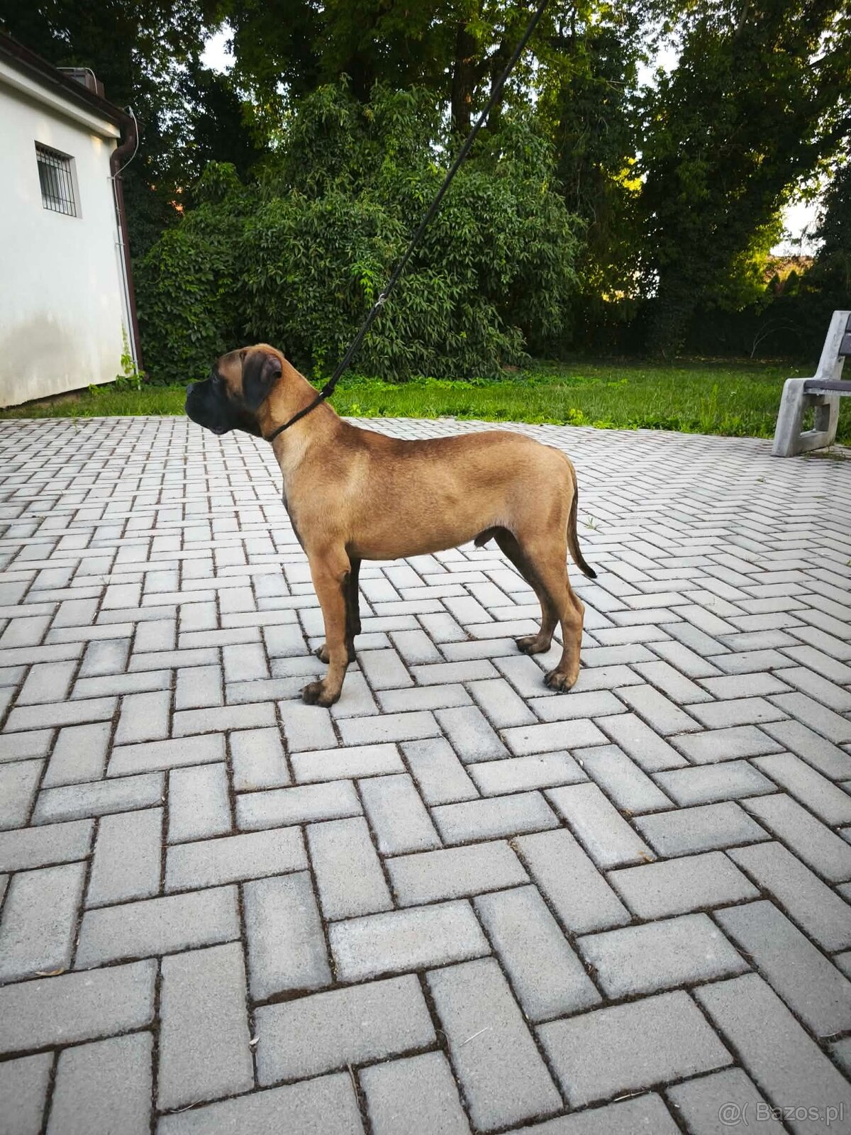 Bulmastif s PP/ Bullmastif/ Bulmastiff - 3