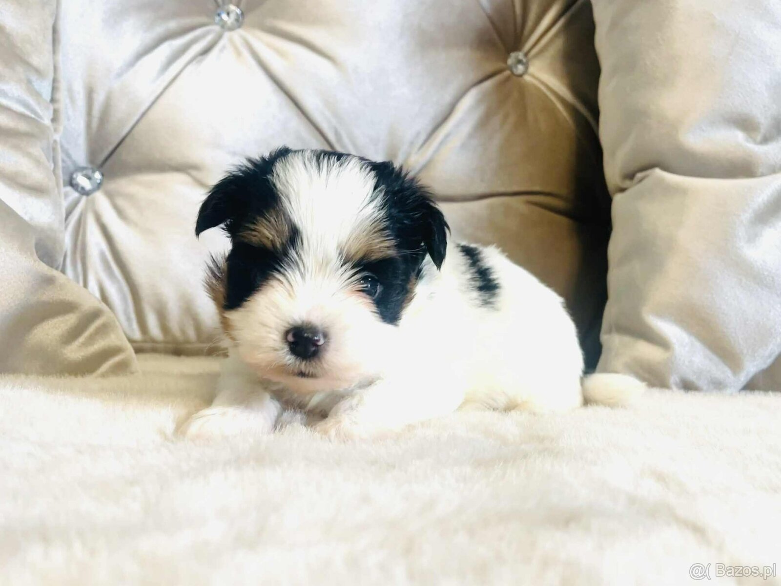 York Biewer - maleńki piękny chłopczyk. luxusowy. - 3