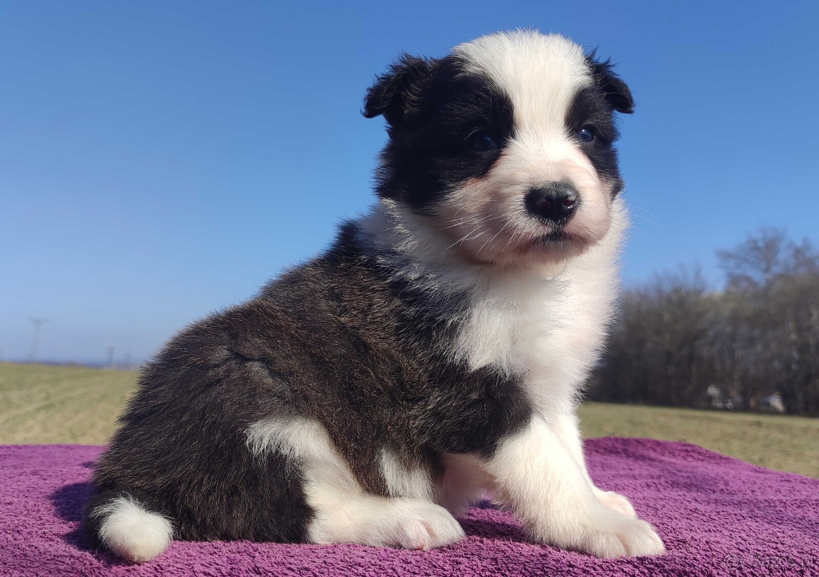 Rasowy Pies Border Collie - TOMI z pełną dok. z hodowli - 3