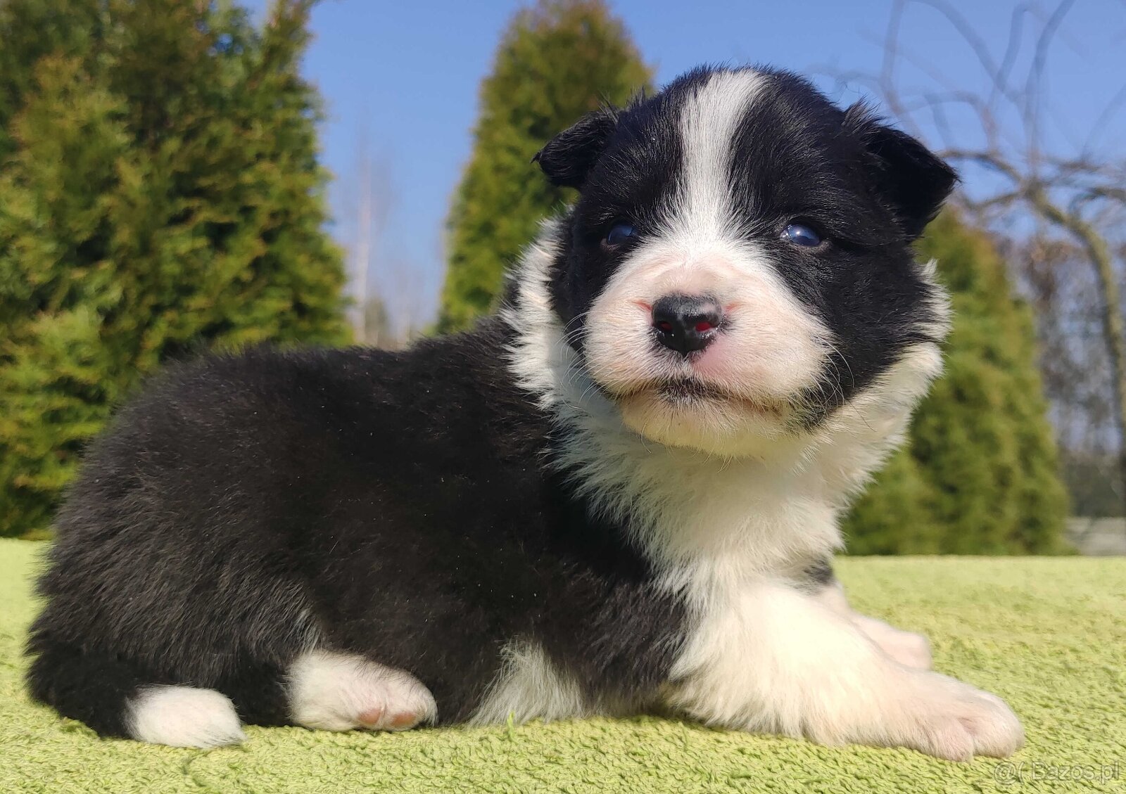 BORDER COLLIE, klasyk z dokumentami - 3