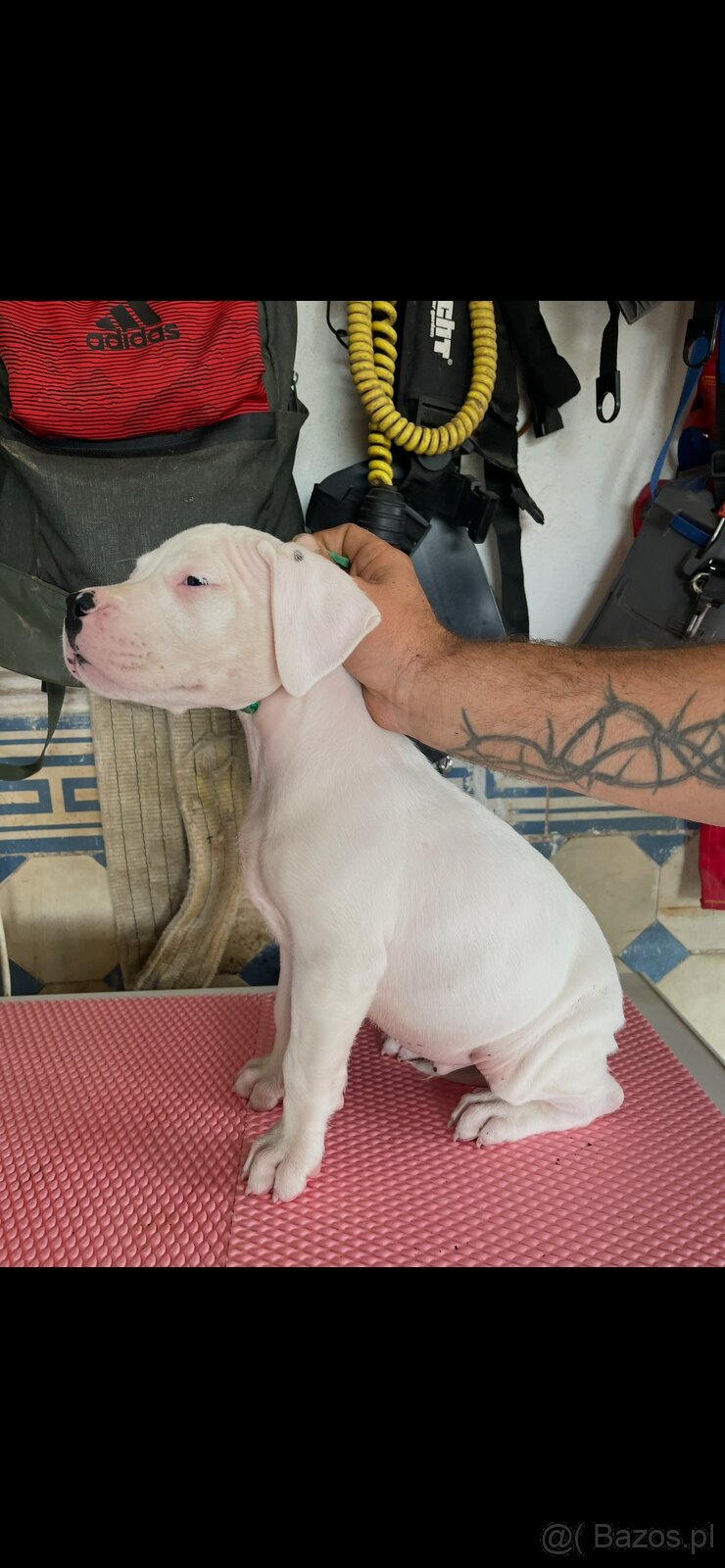 Dog argentyński - 3