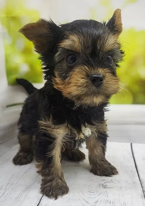Szczeniak rasy yorkshire terrier - 3