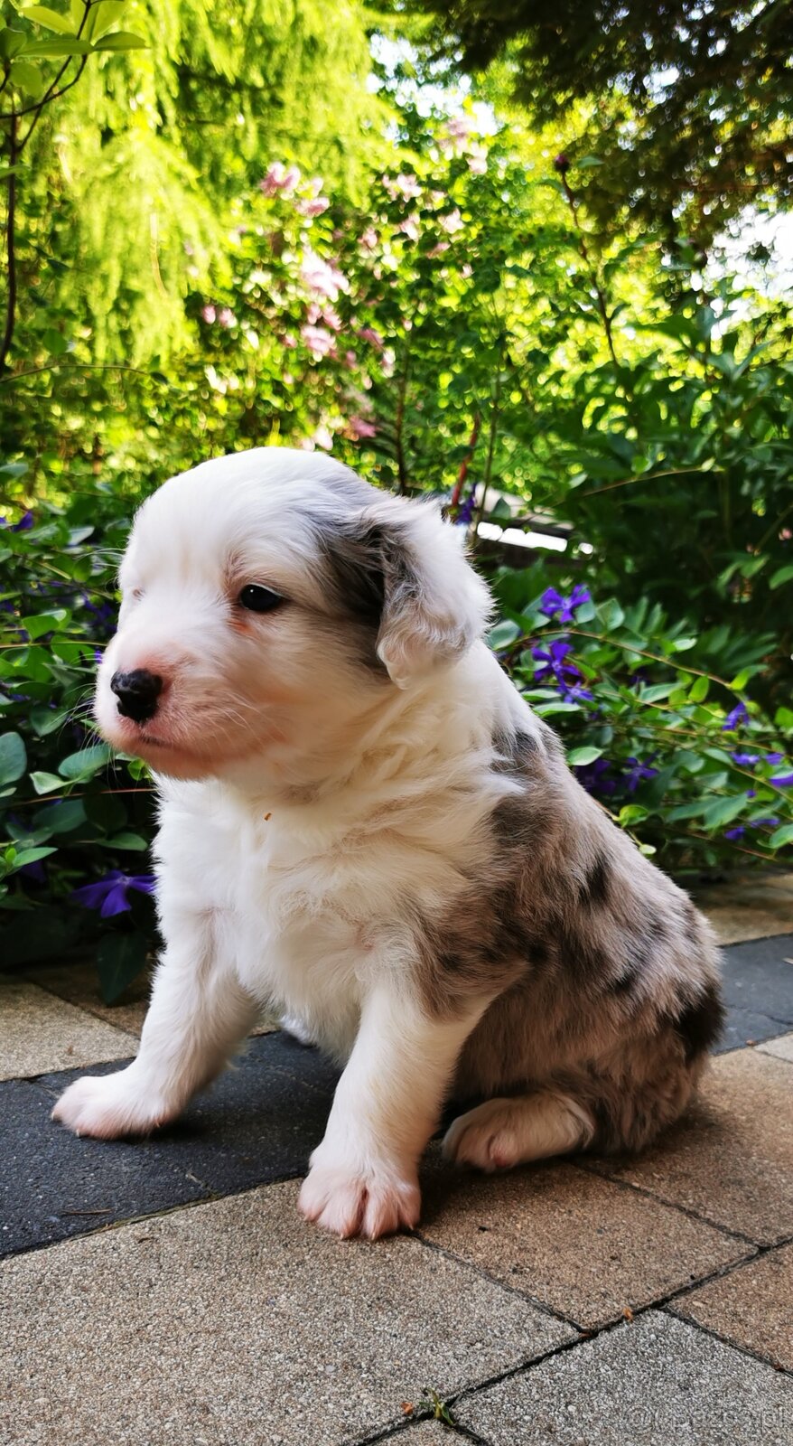 Szczeniak Border Collie FCI /ZKwP - 3
