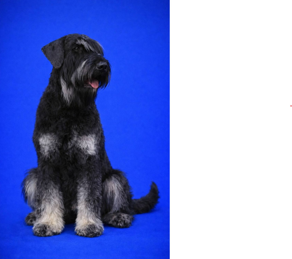 RIESEN SCHNAUZER - 3