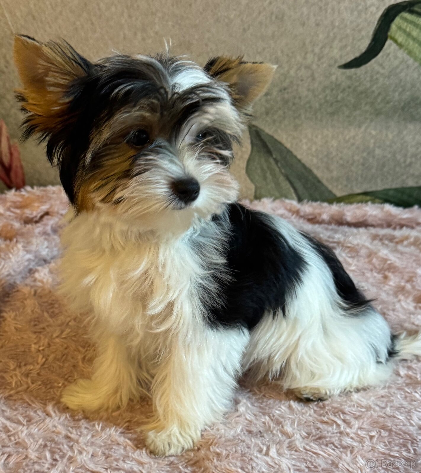Suczka Biewer Yorkshire Terrier FCI / ZKwP - 3