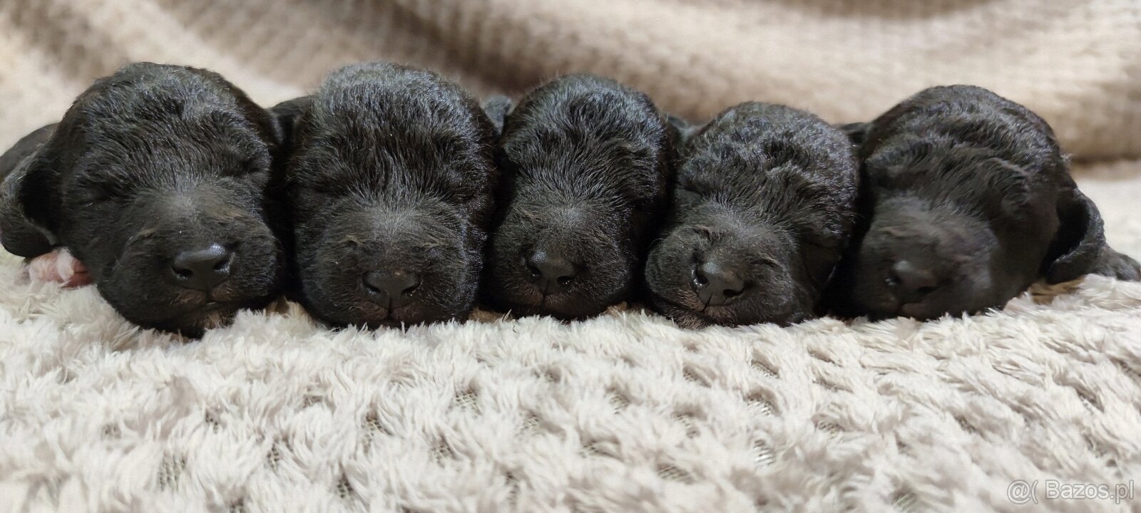 Bedlington terrier - 3