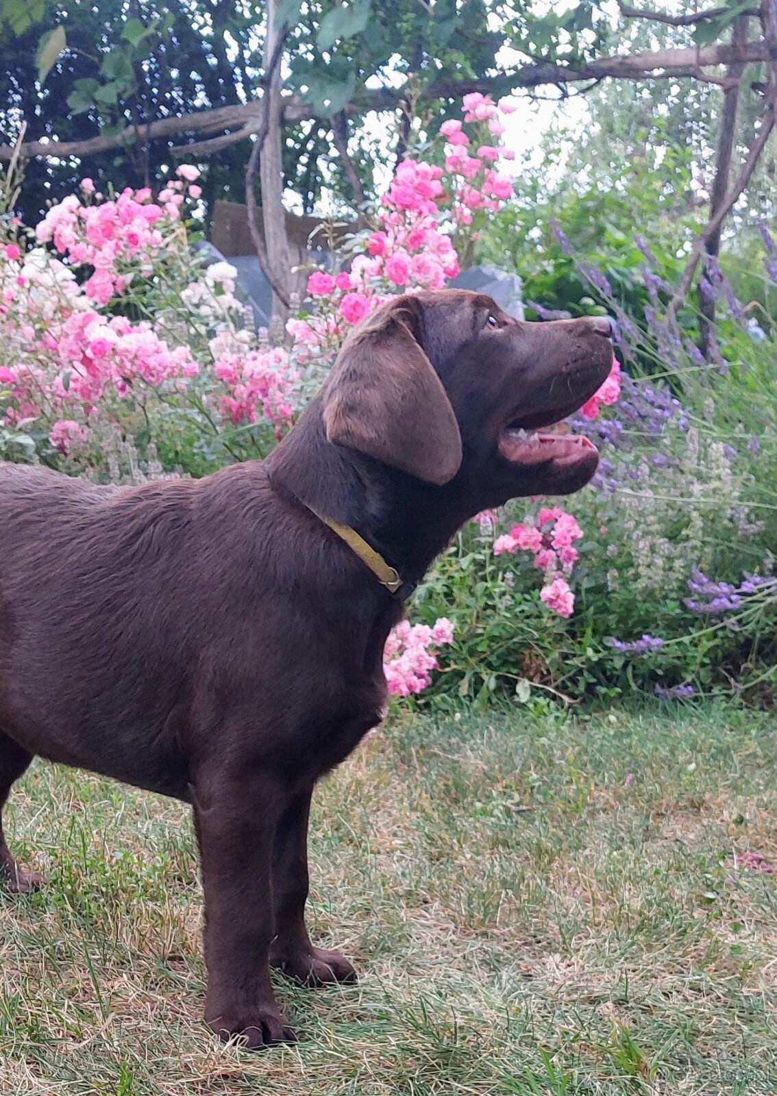 Labrador czekoladowy szczenię-piesek - 3