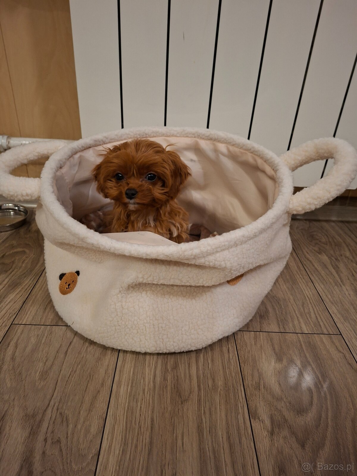 Cavapoo mini suczka - 3