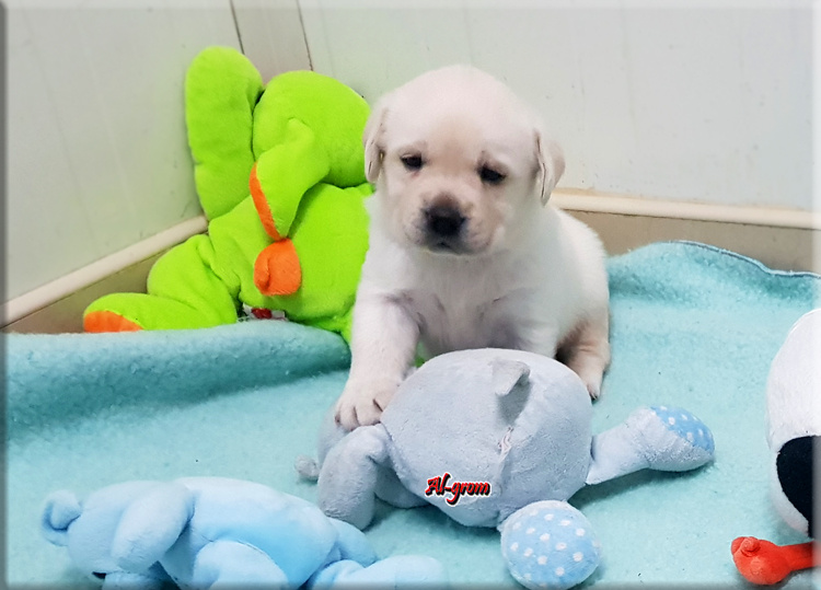 Labrador Retriever żółty/biszkoptowy piesek ZKwP o Warszawa - 3