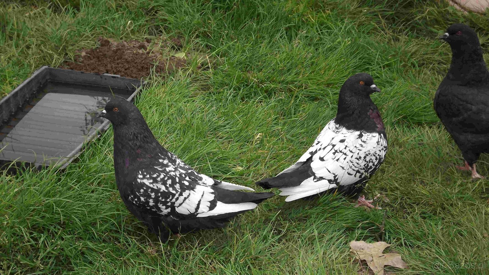 sprzedam gołębie - 3