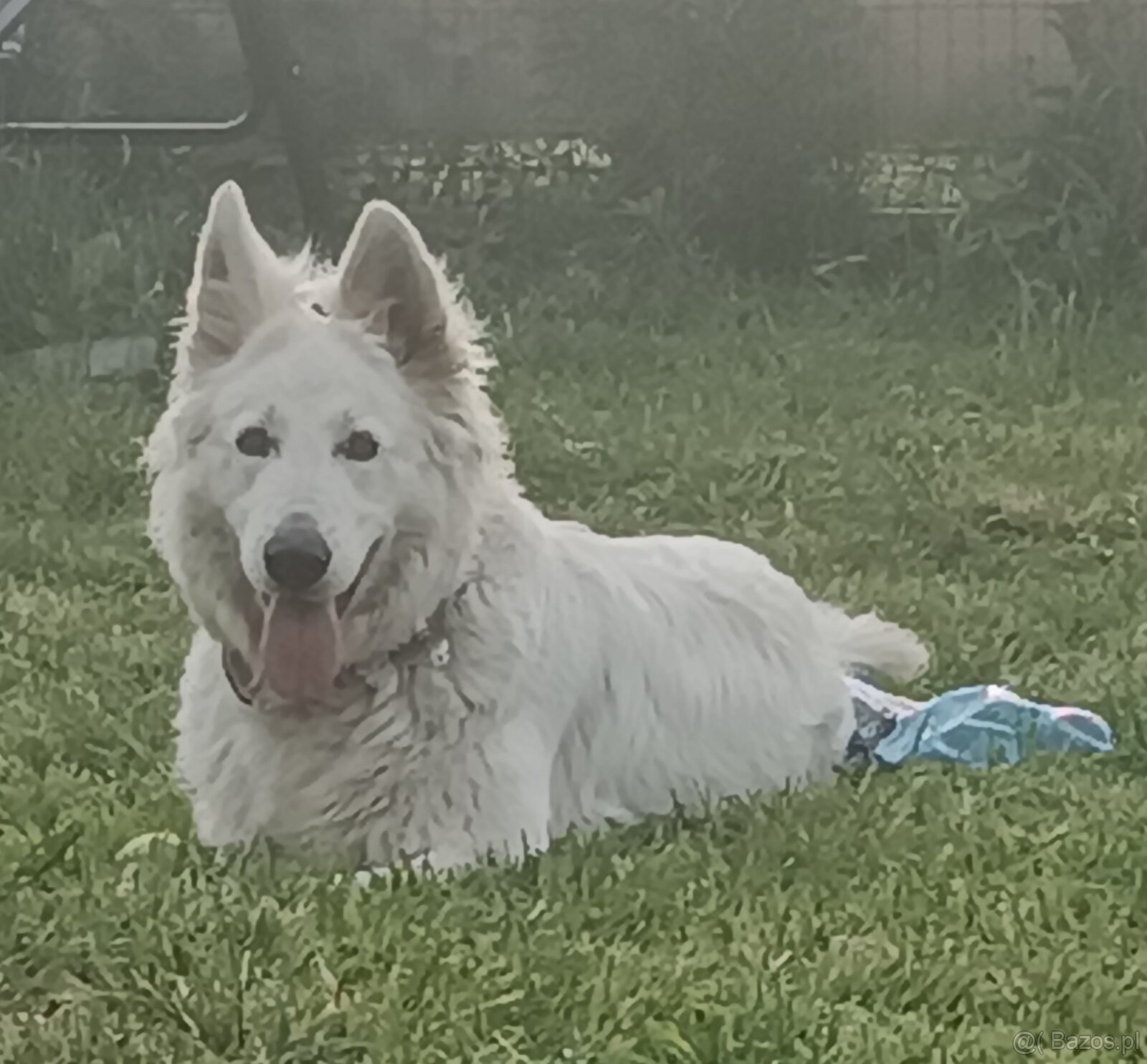 Biały Owczarek Szwajcarski hodowla Rivulus FCI - 3