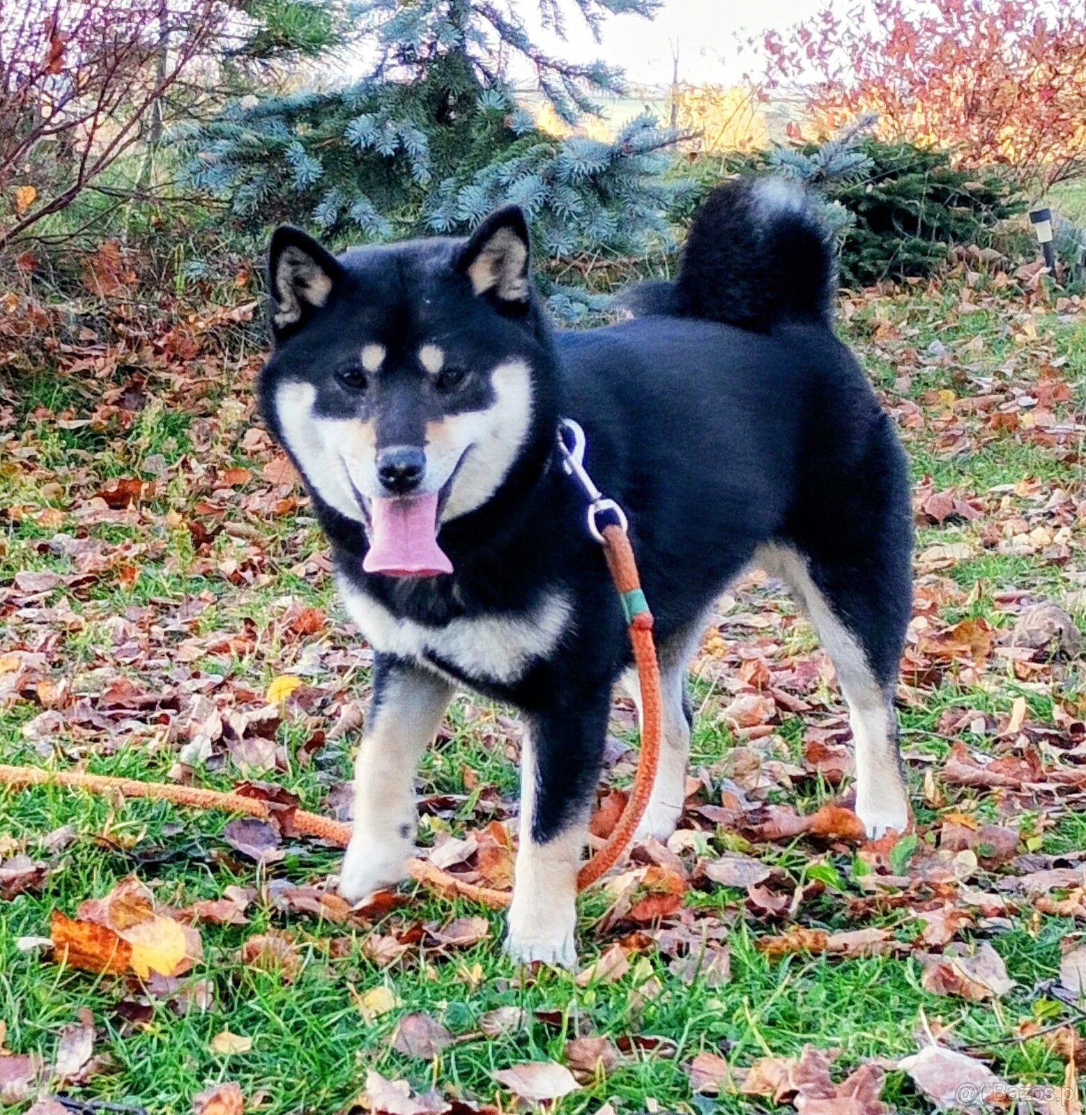 Shiba Inu, roczna suczka, czarna-podpalana - 3