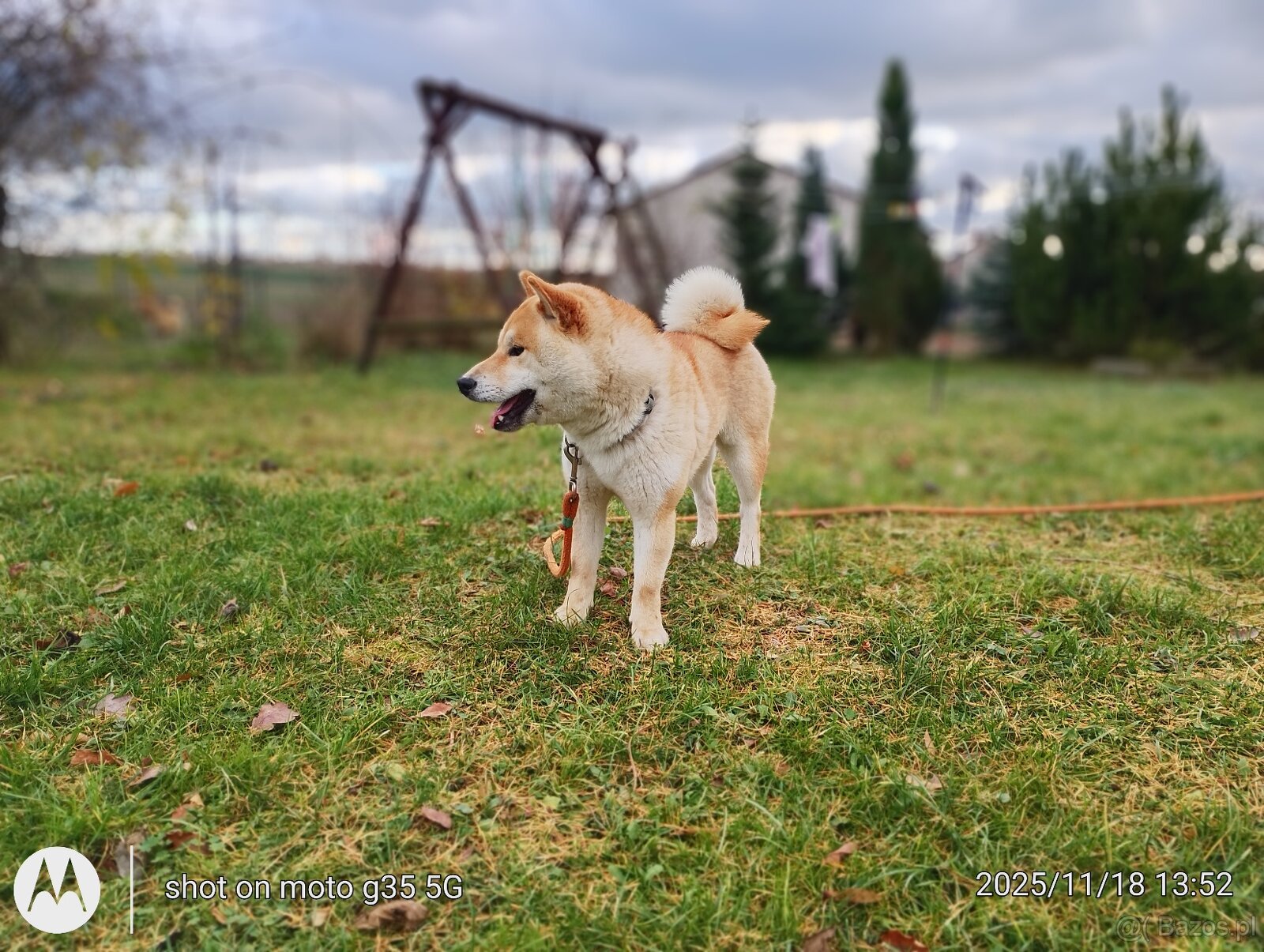 Shiba Inu czerwony sympatyczny piesek - 3