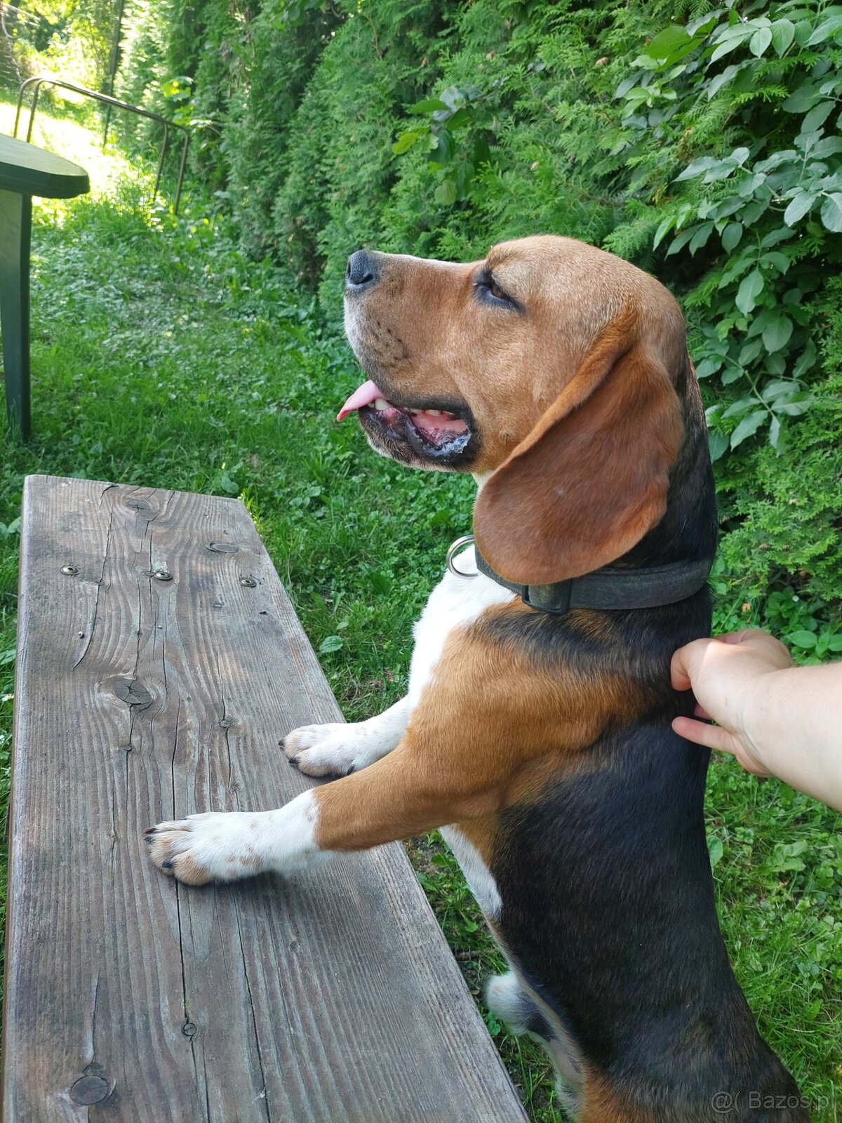 Pies rasy beagle dorosły piesek - 3