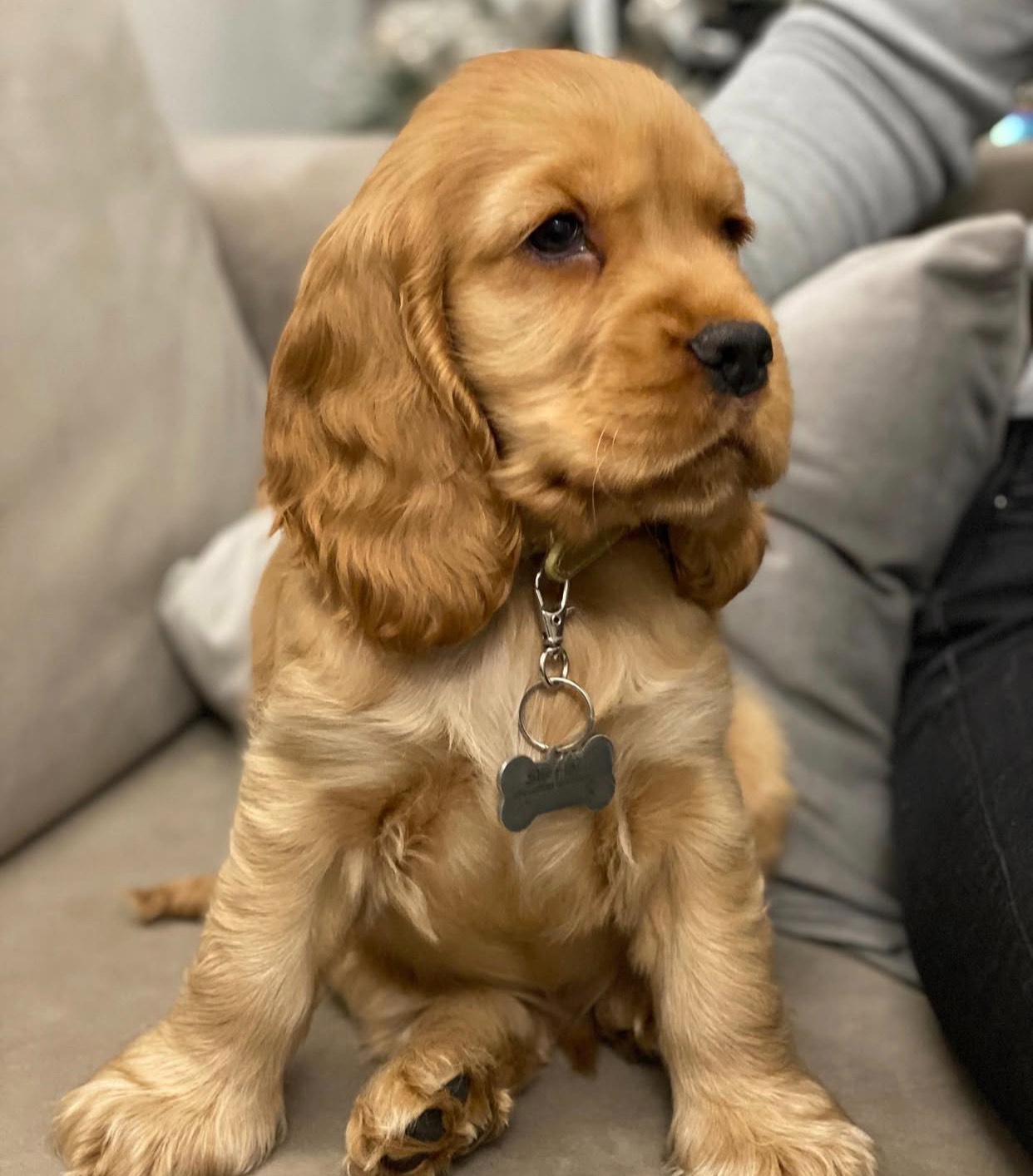 Uroczy szczeniak rasy cocker spaniel amerykański do adopcji - 3