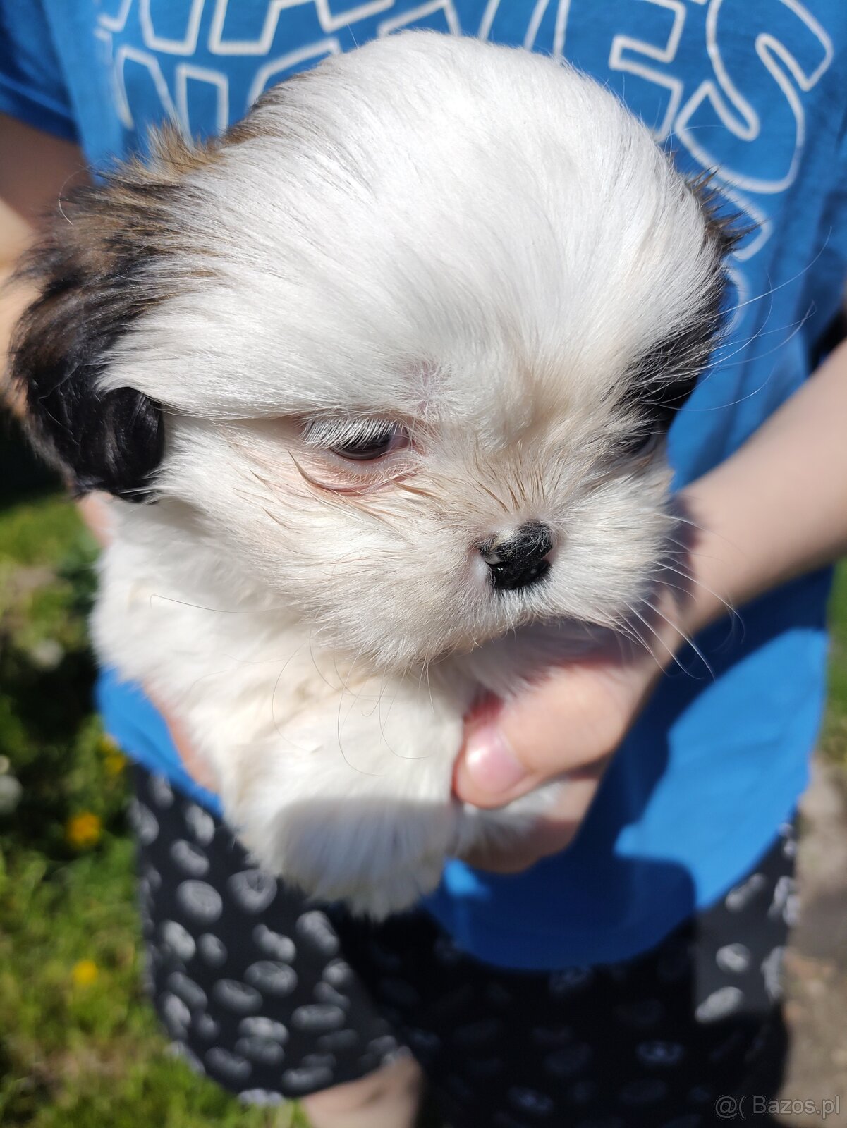 Suczka mieszanka pekińczyk shih-tzu - 3