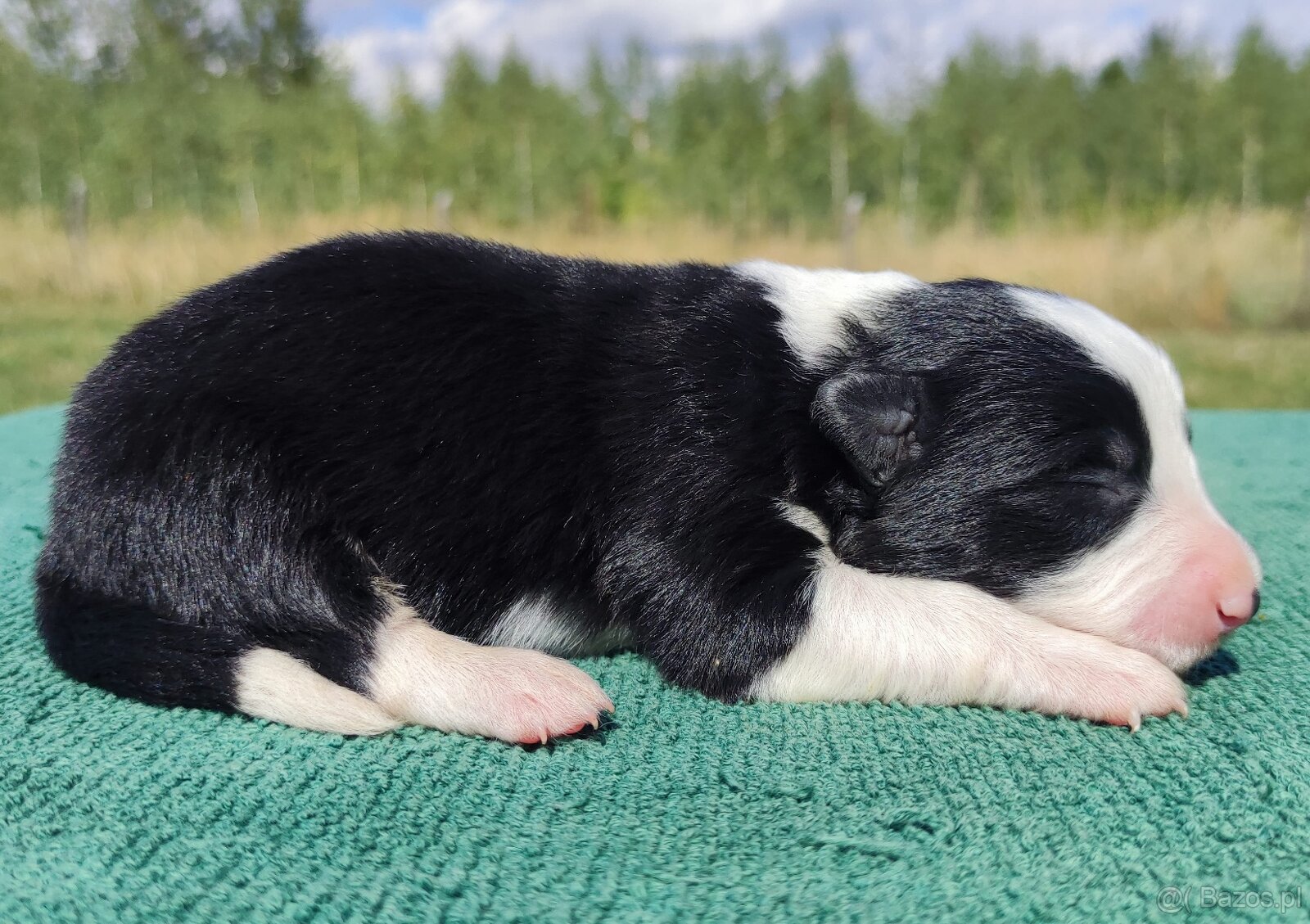 Prześliczna Suczka BORDER COLLIE - pełna dok. super rodzice - 3