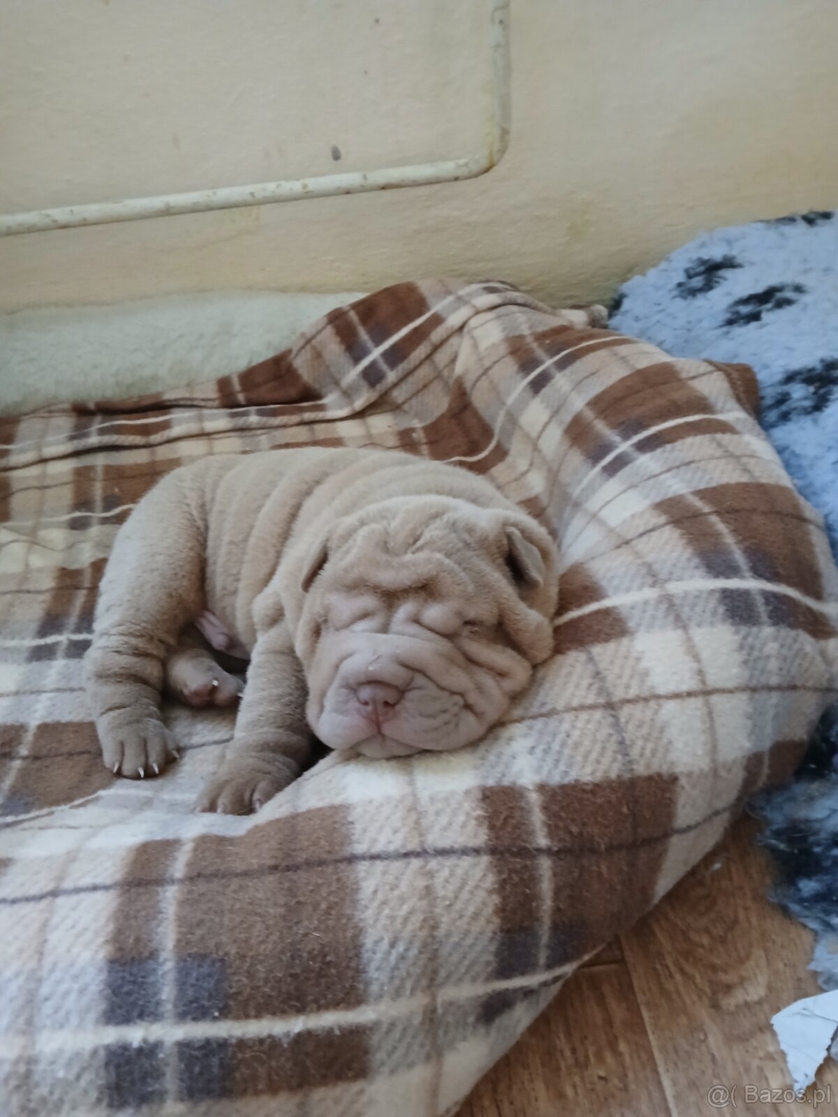 Sharpei, shar pei s PP - 3