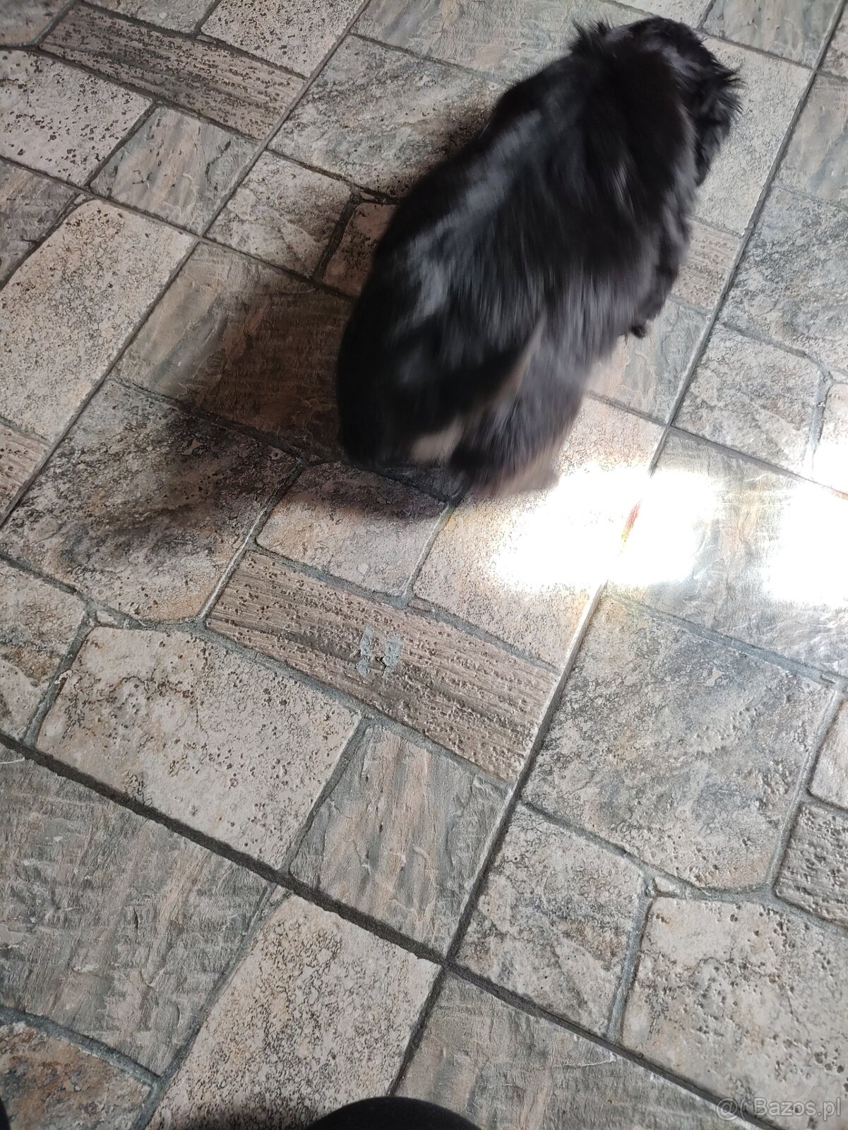 Piesek shih-tzu - 3