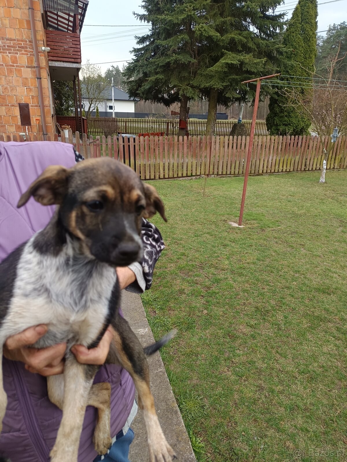 Suczki szczeniaki - 3